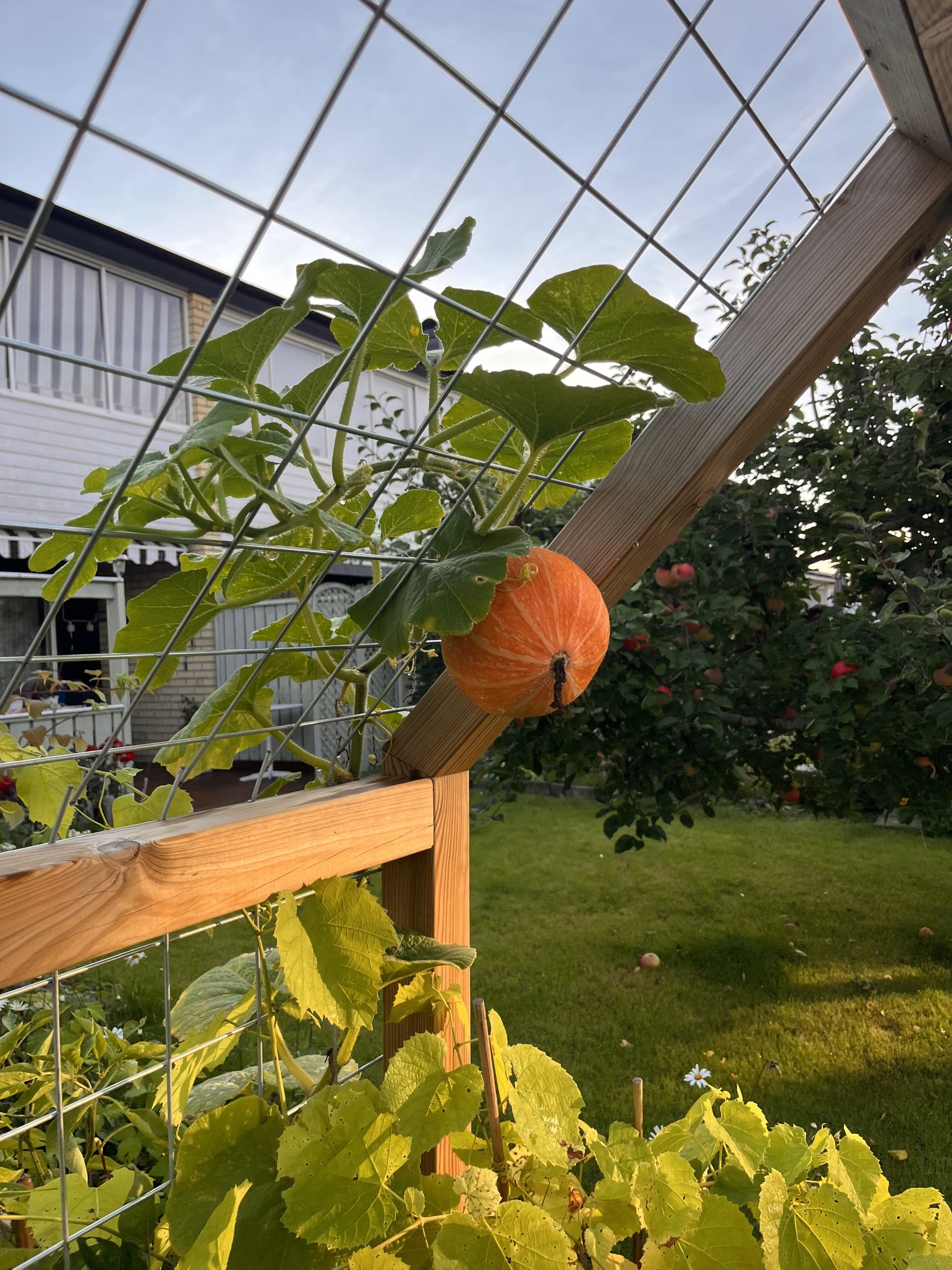 Højbede med espalier