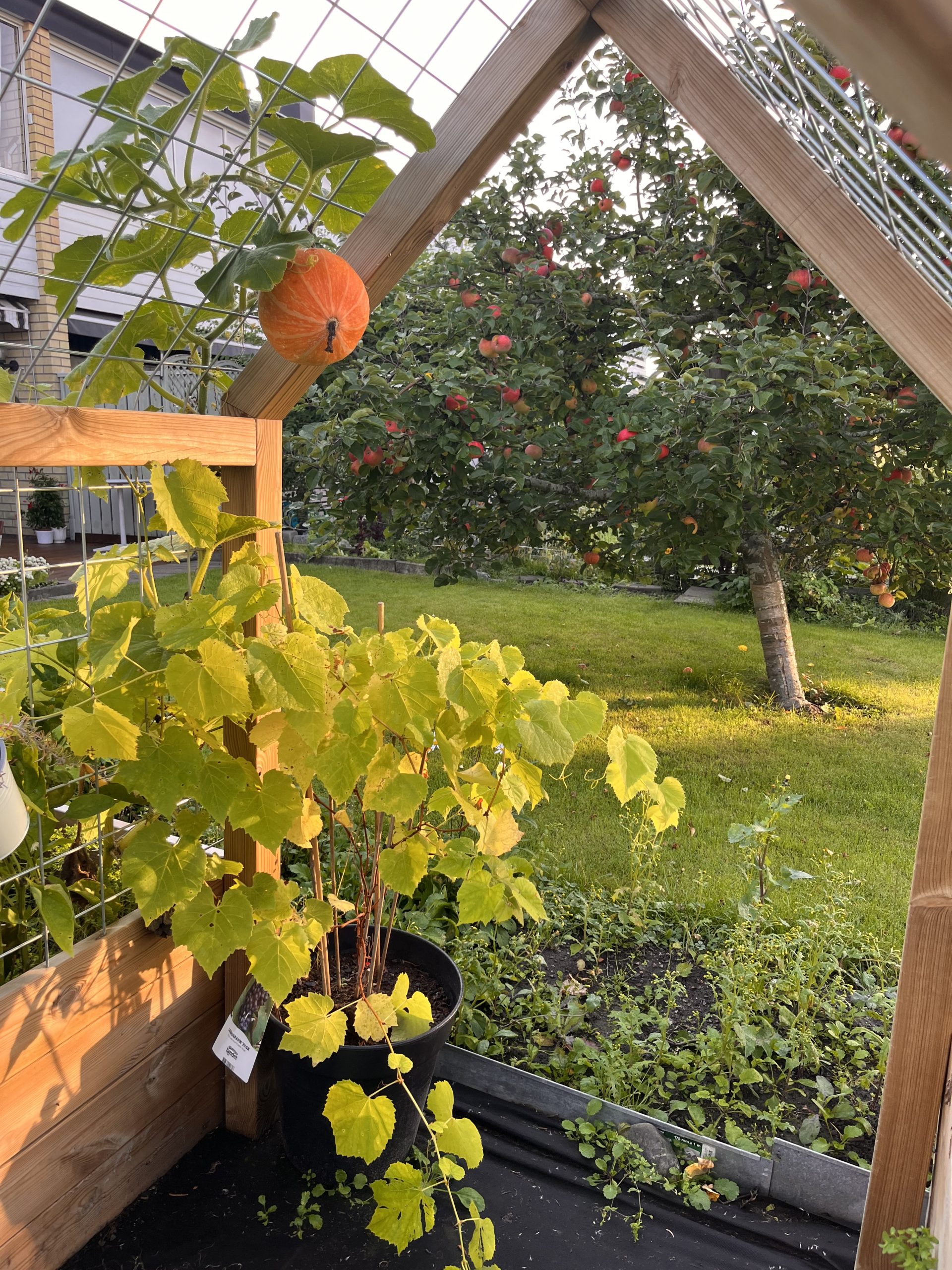 Højbede med espalier