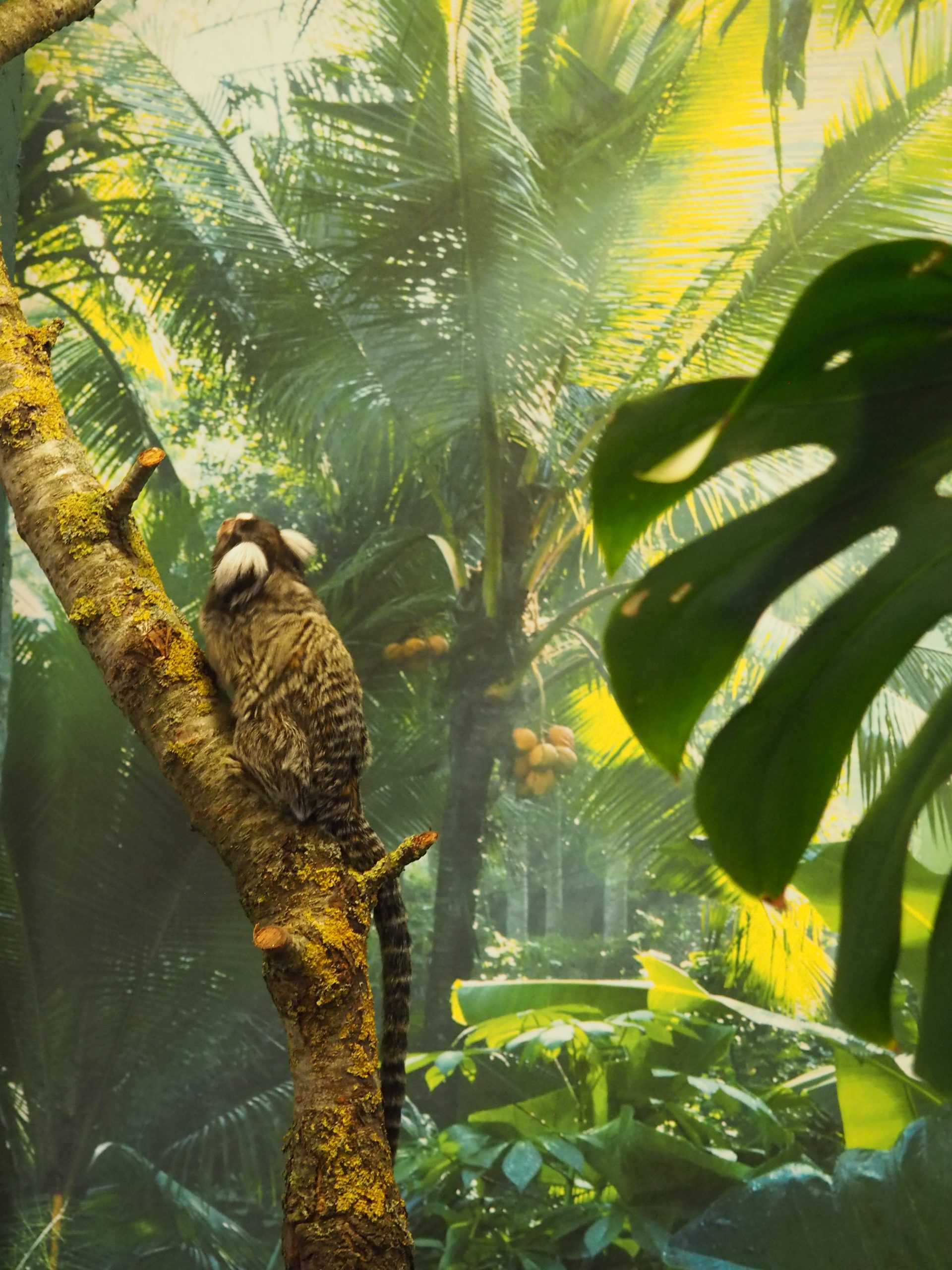 Häkki apinoille ja kilpikonnille