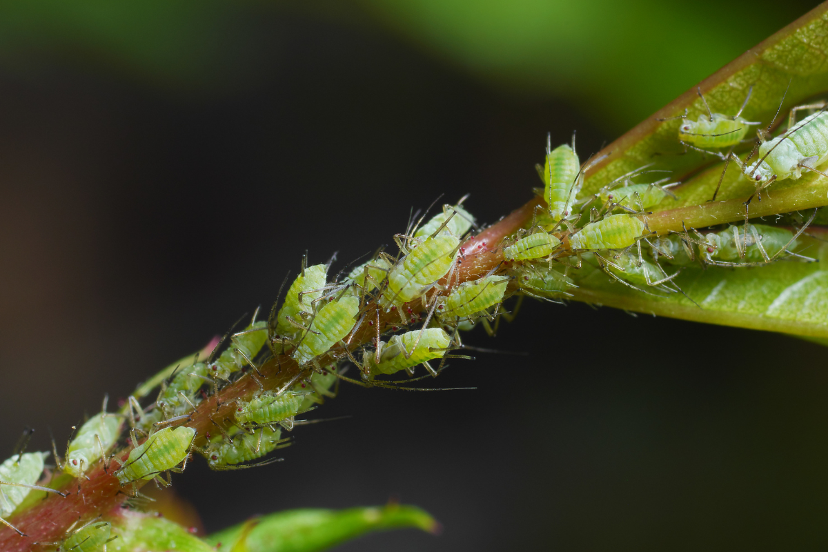 Bladlus bekæmpelse hjemmelavet