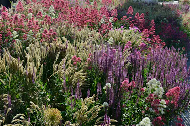 Perennrabatt planering och inspiration | gds.se