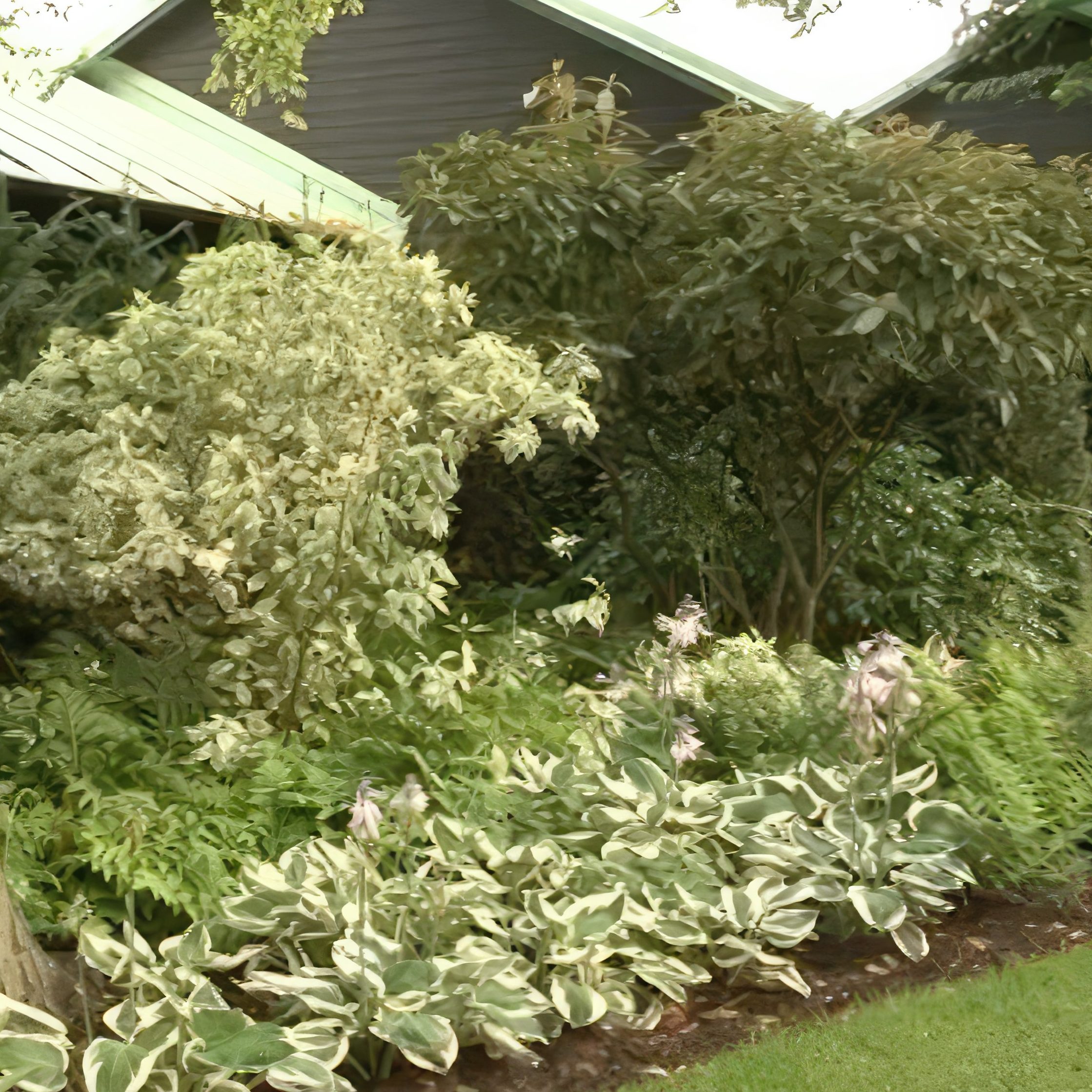 planlægning af staudebed bestemt farve