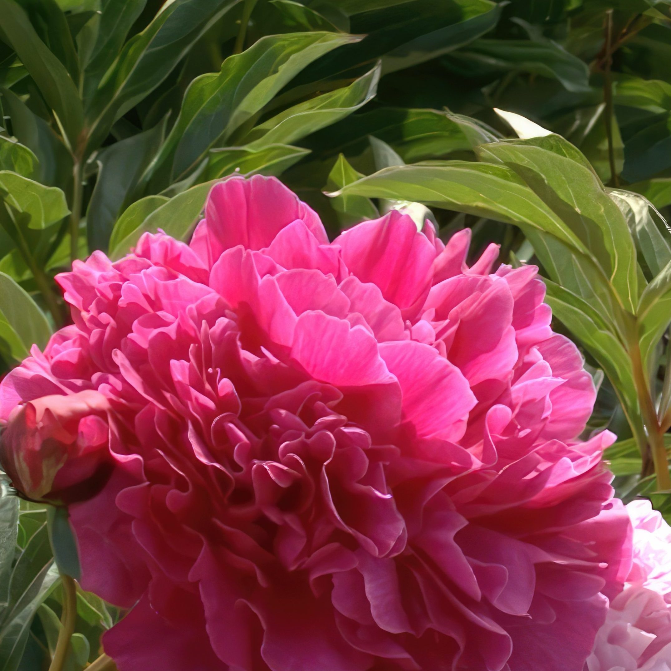 opbygning af staudebed pæoner