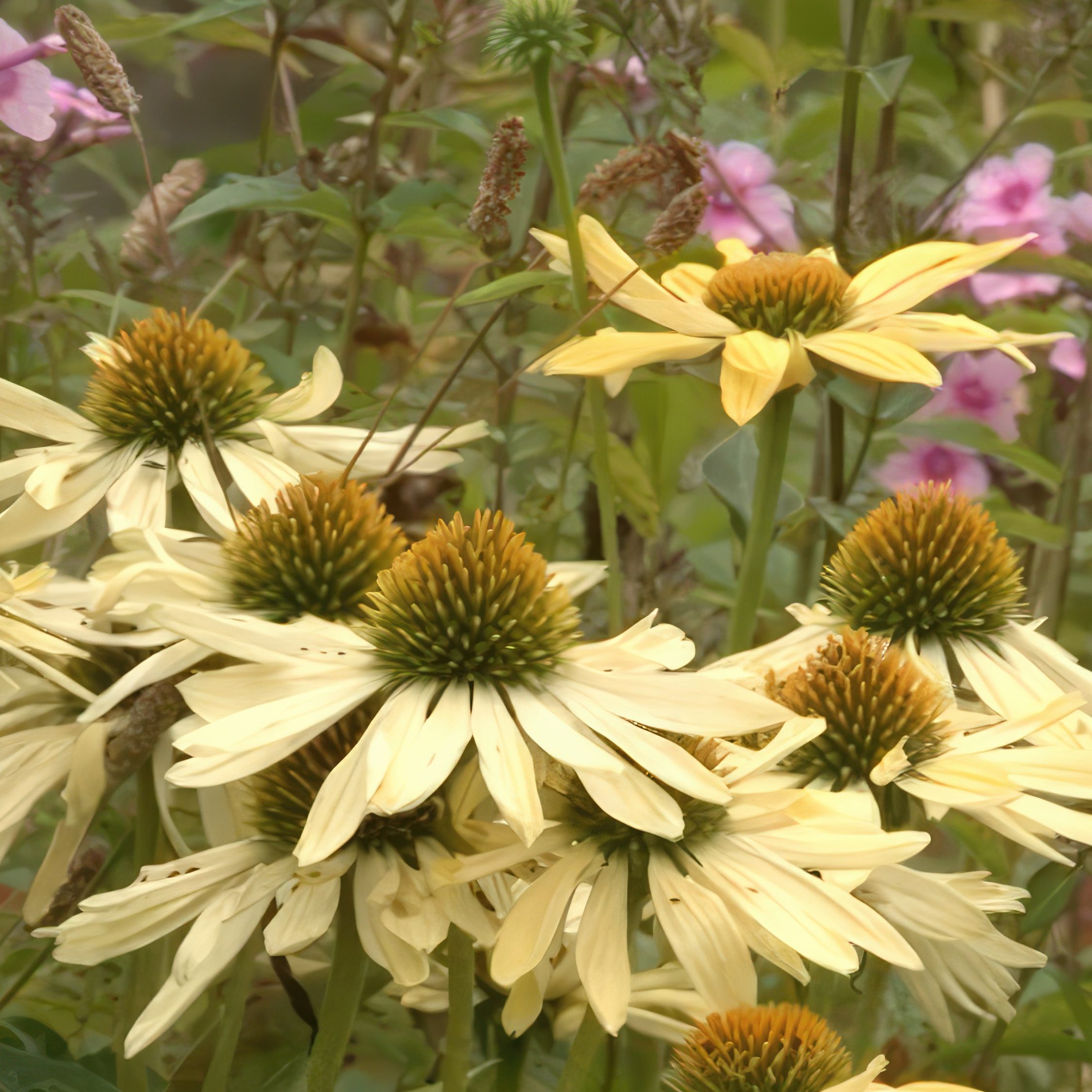 opbygning af staudebed purpursolhat