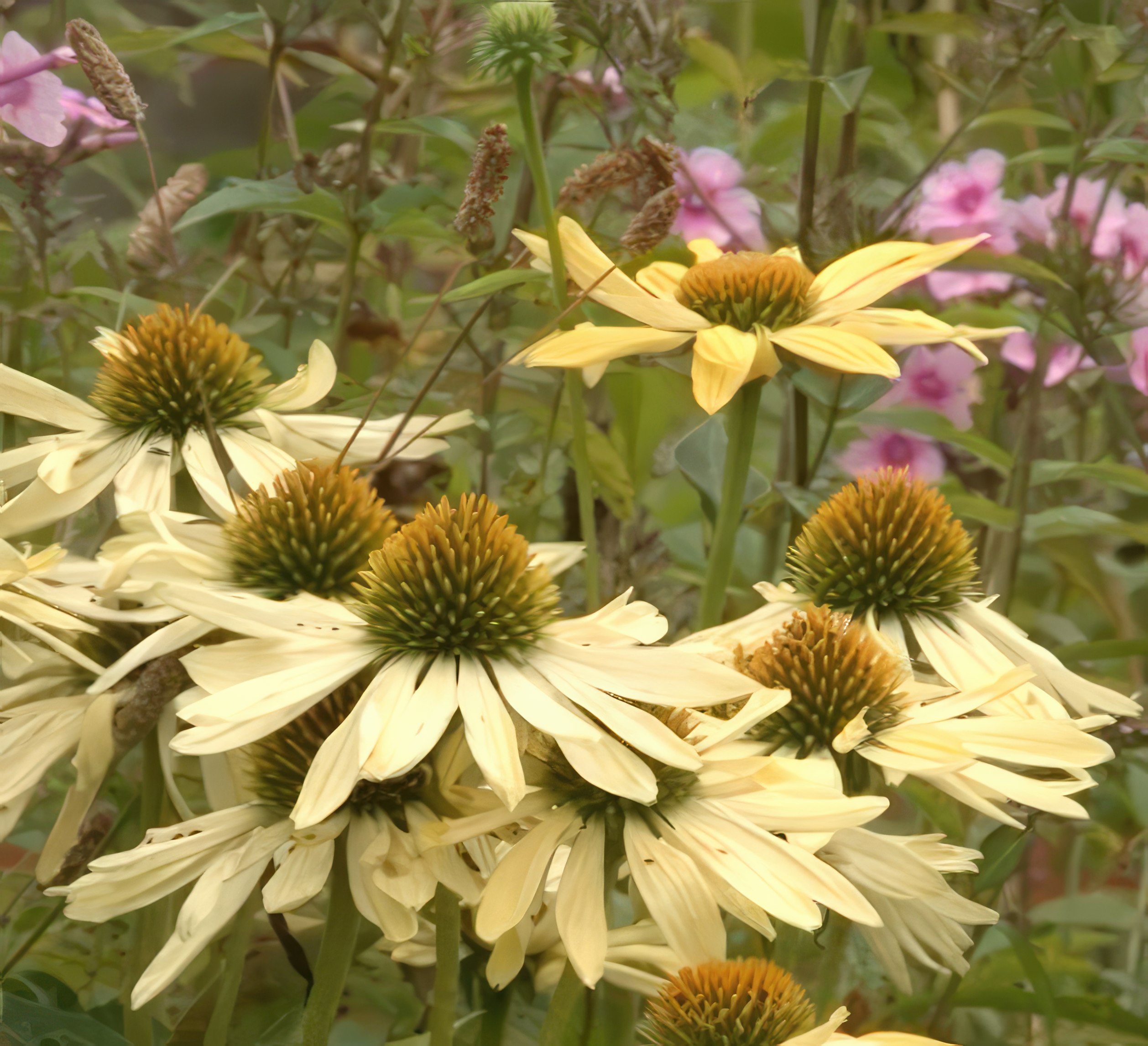 Oppbygging av staudebed purpursolhatt