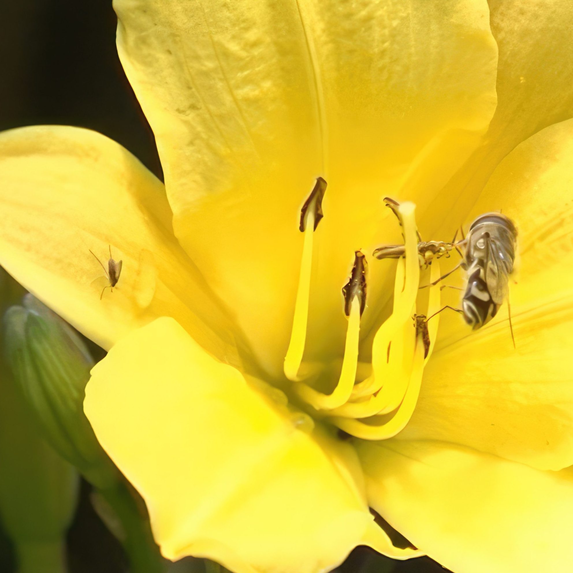 opbygning af staudebed daglilje