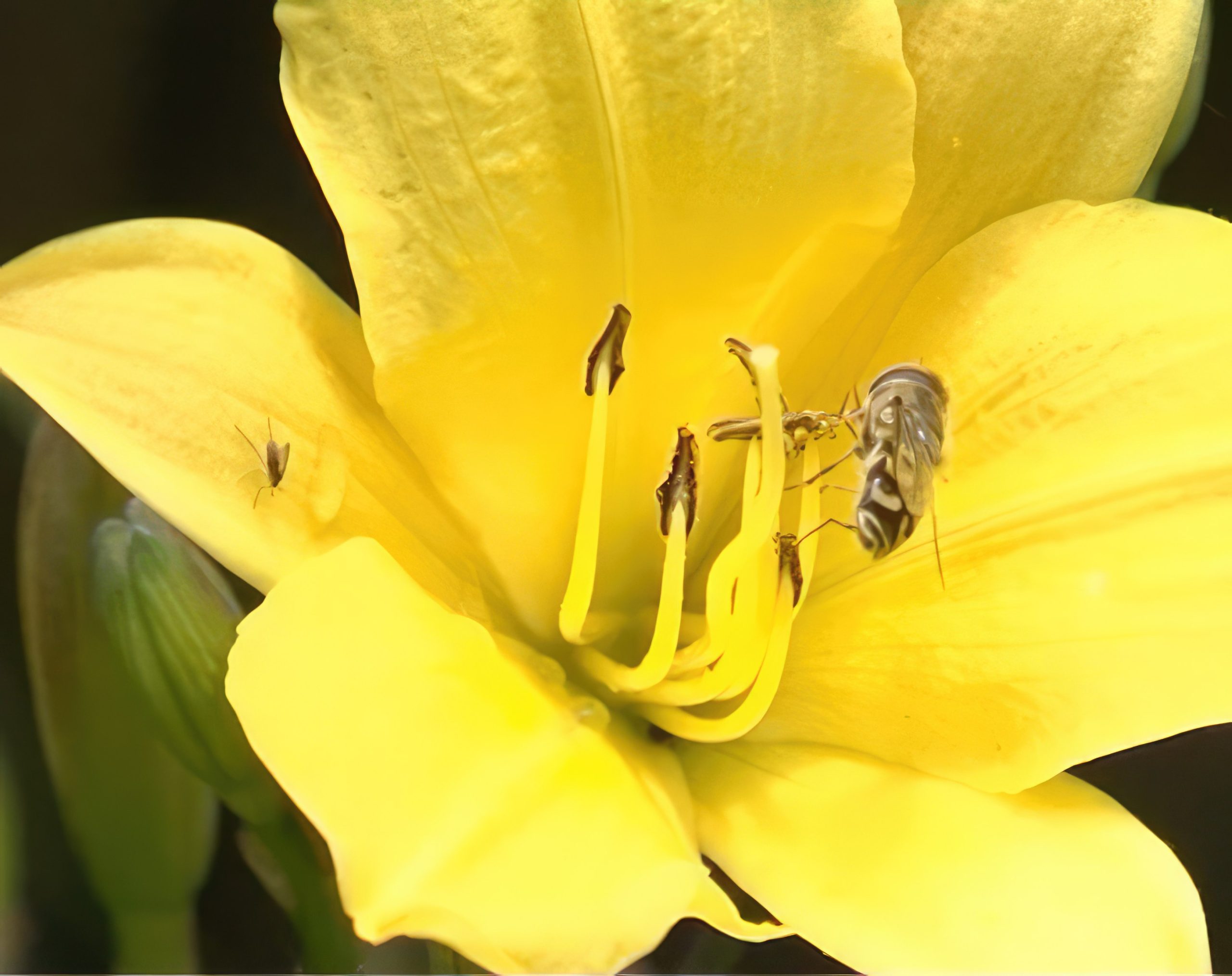 Oppbygging av staudebed daglilje