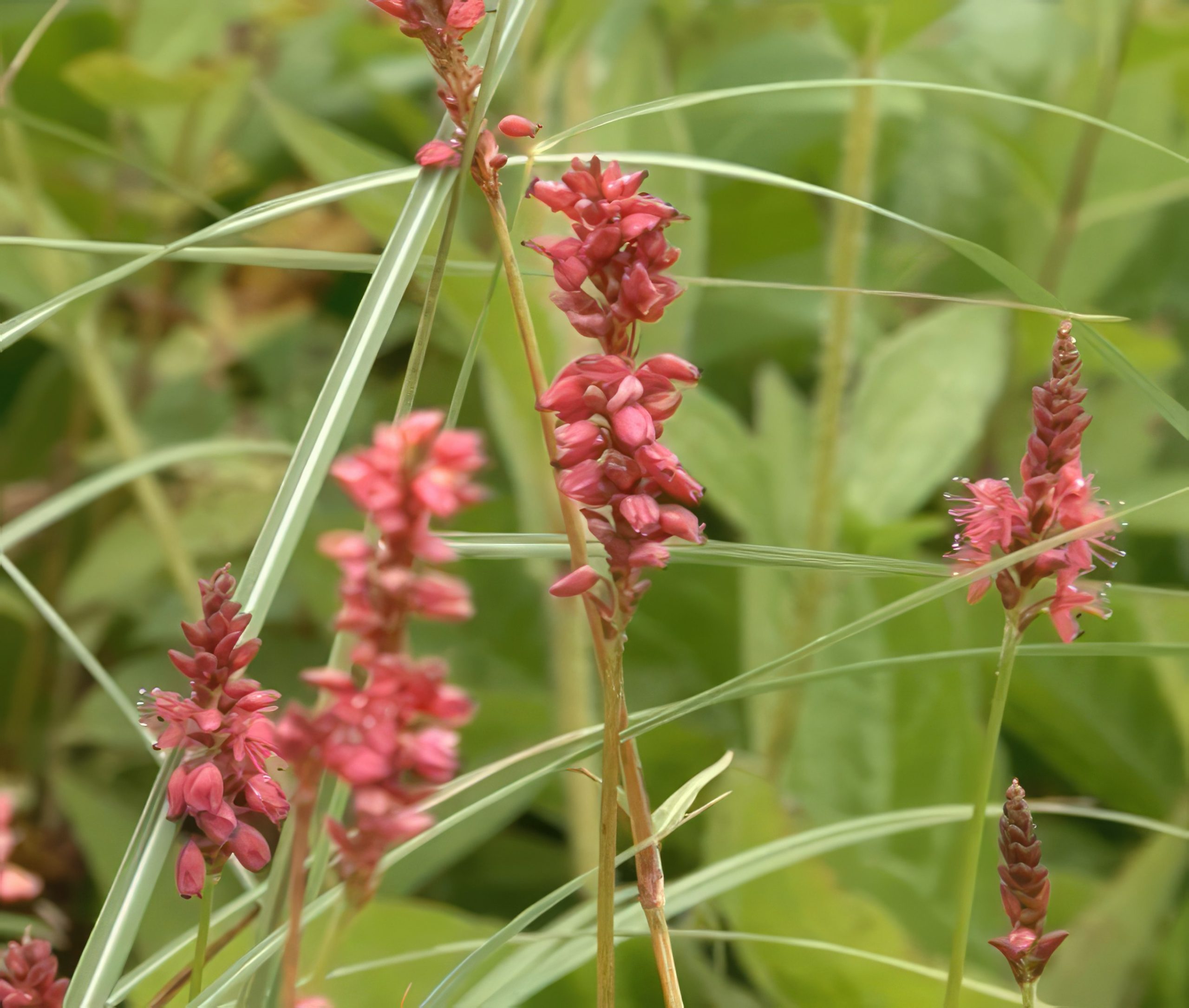 Oppbygging av staudebed pileurt