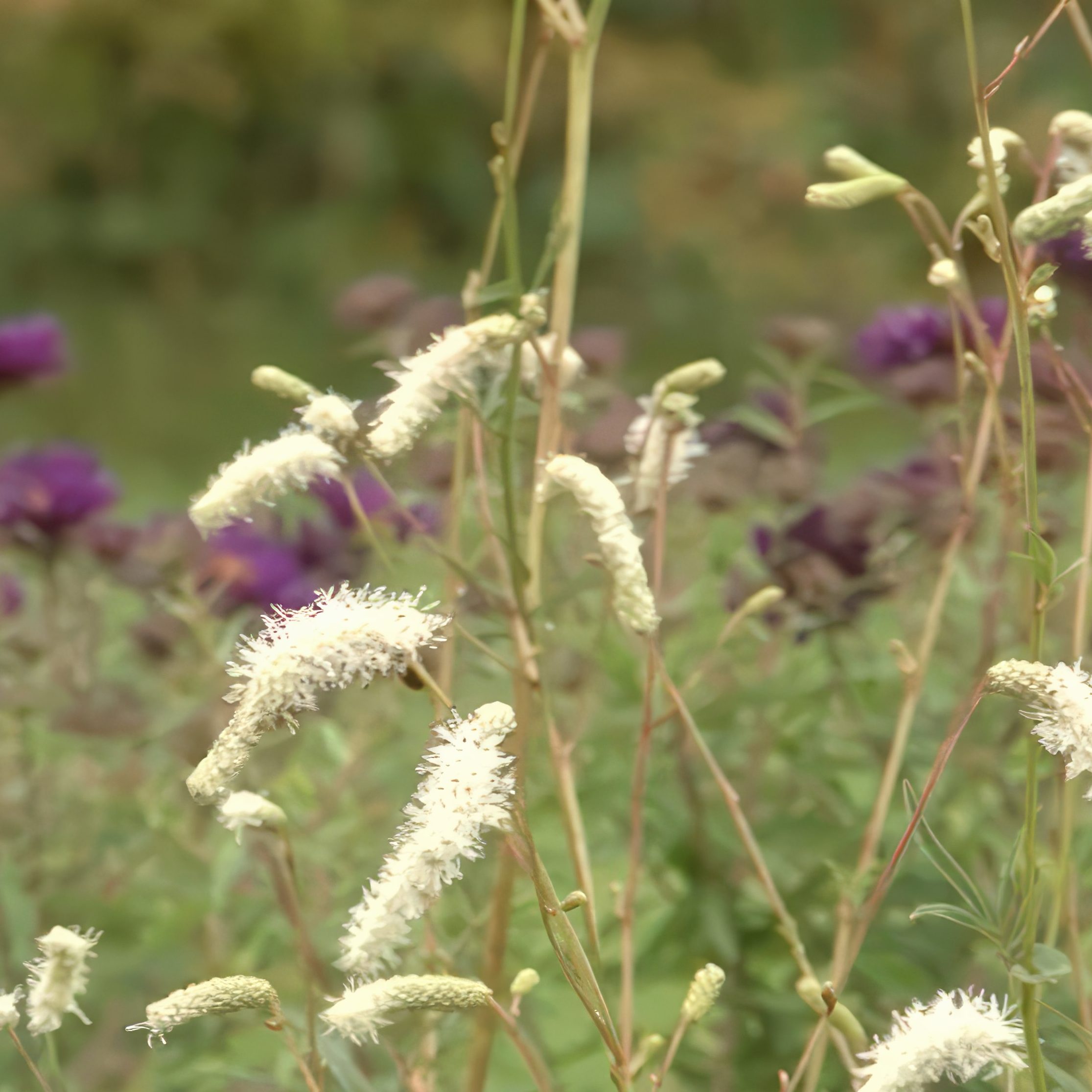 opbygning af staudebed kvæsurt