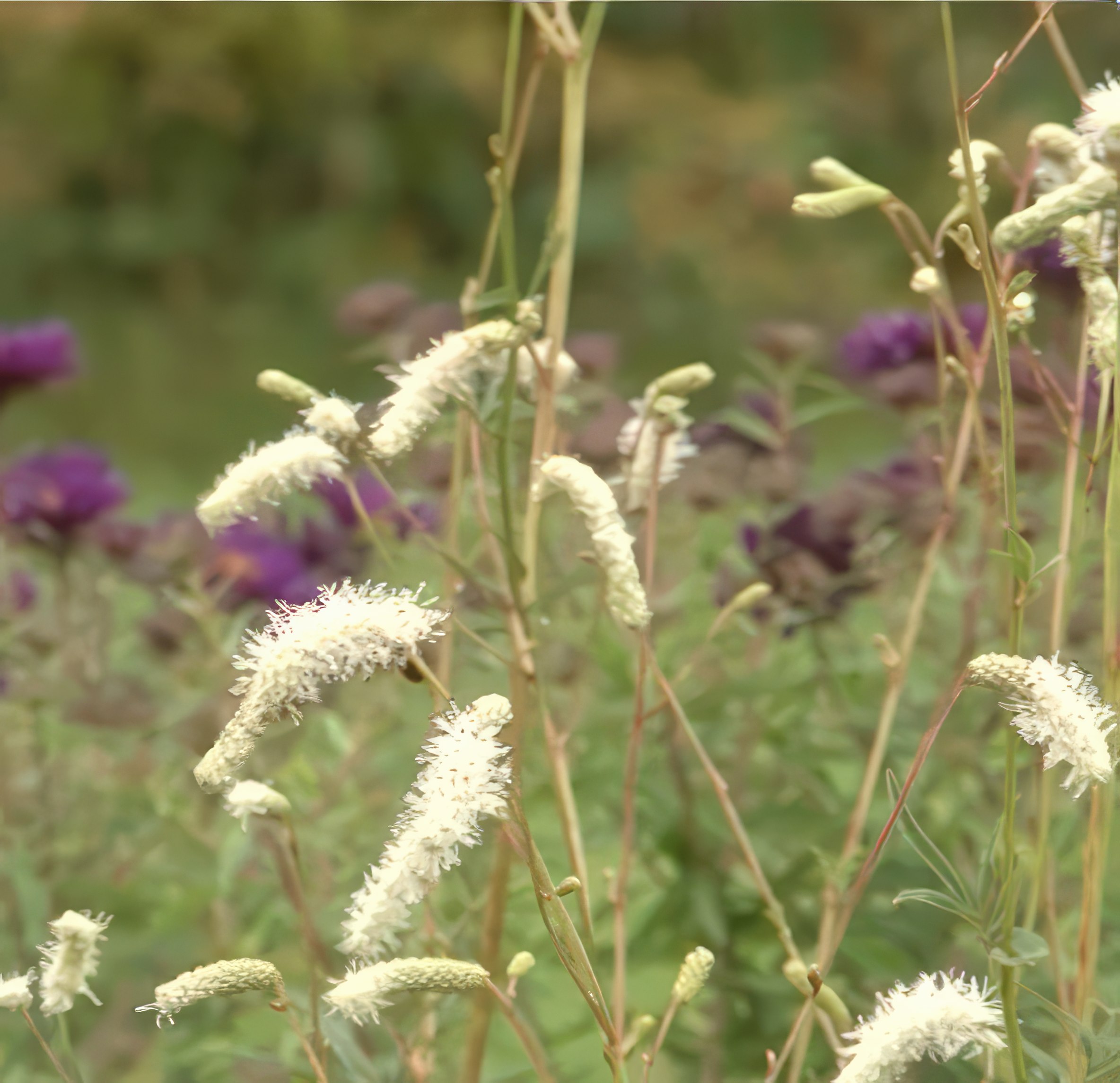 Oppbygging av staudebed blodtopp