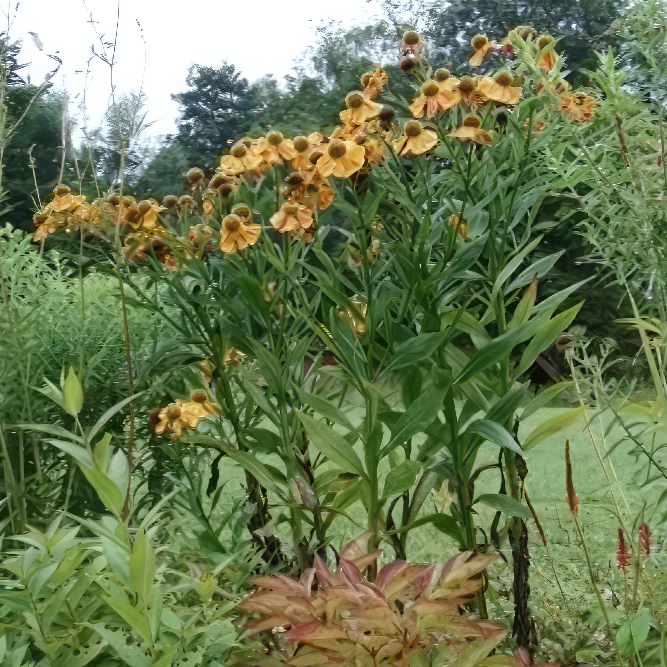 opbygning af staudebed solbrud