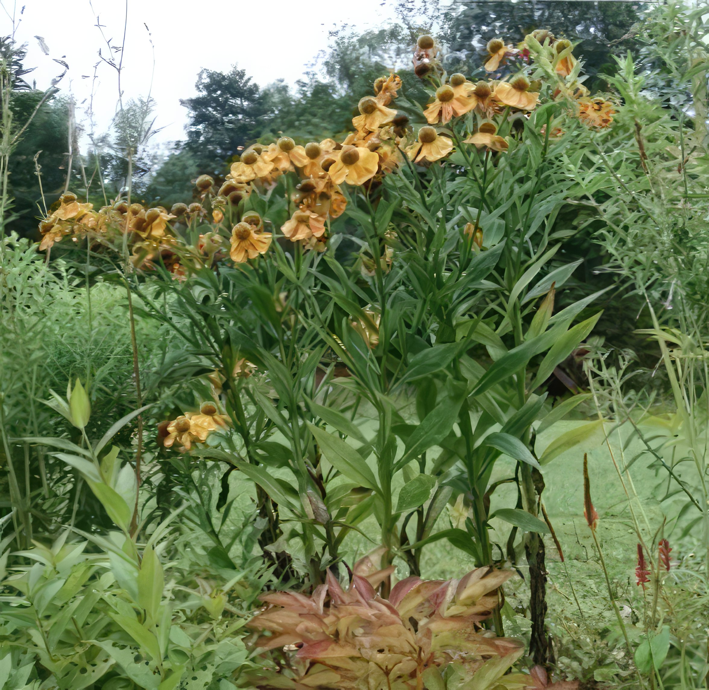 Oppbygging av staudebed solbrud