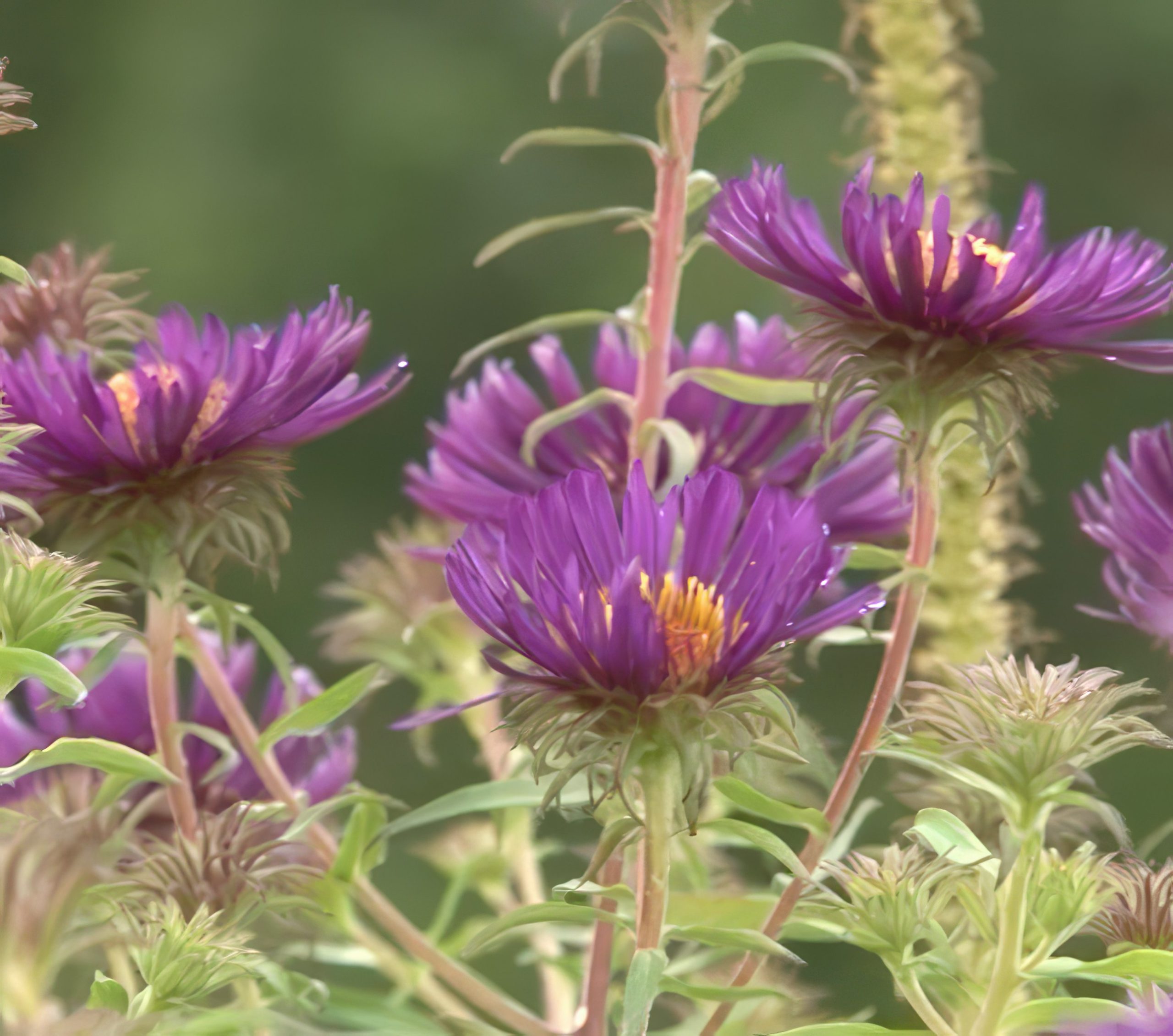 Oppbygging av staudebed Asters