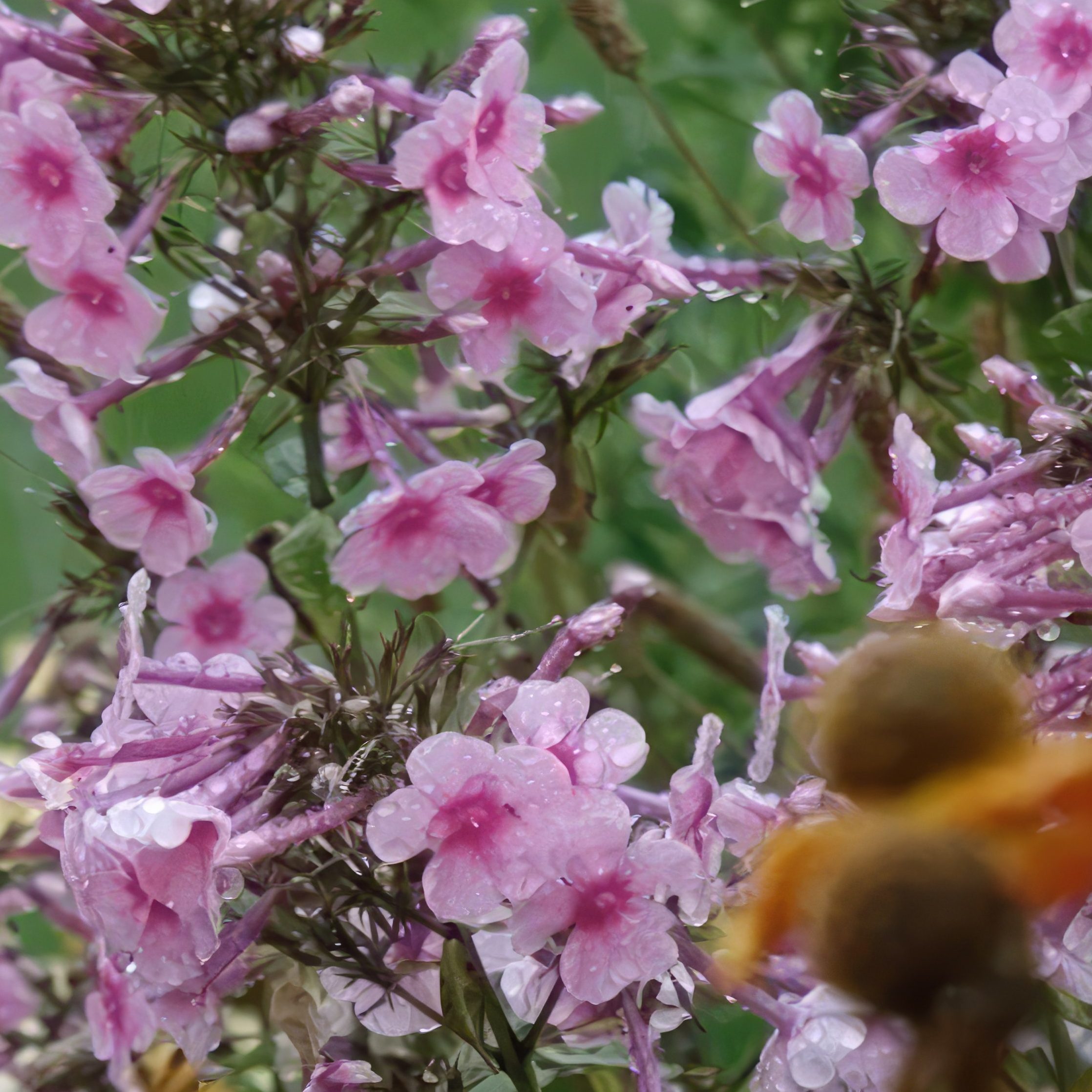 opbygning af staudebed floks