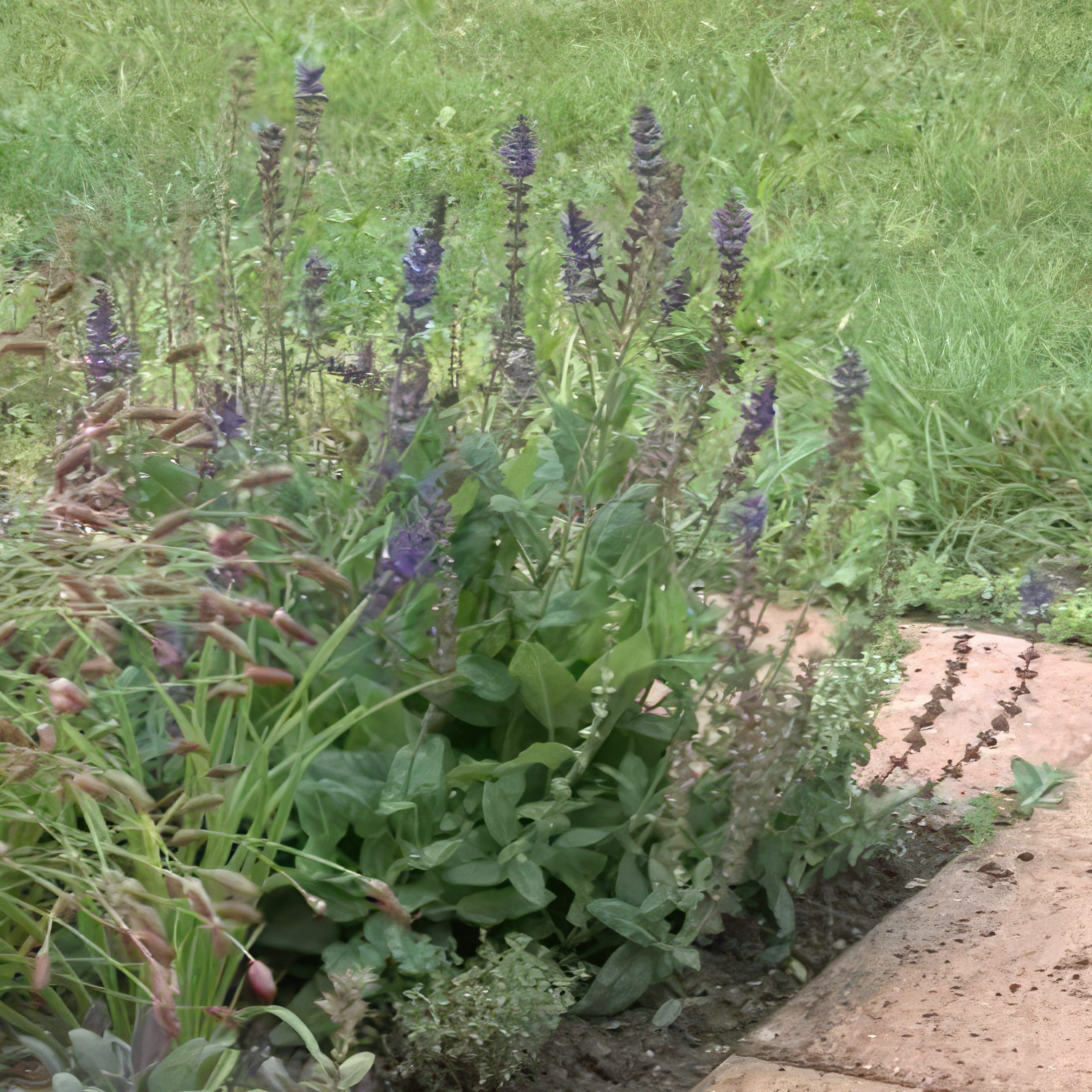 opbygning af staudebed Salvien ”Mainacht”