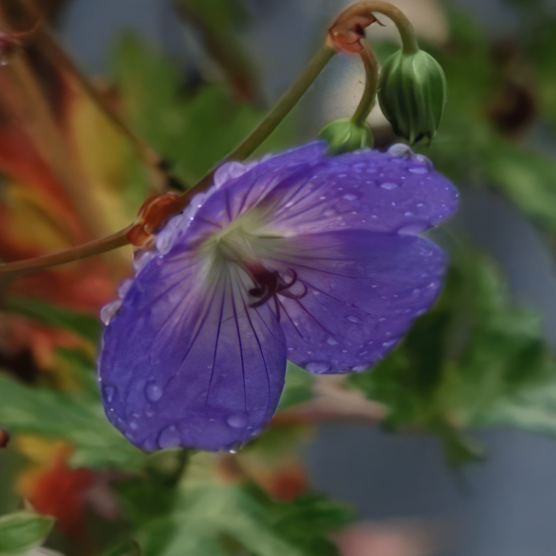 opbygning af staudebed pudevoksende storkenæb