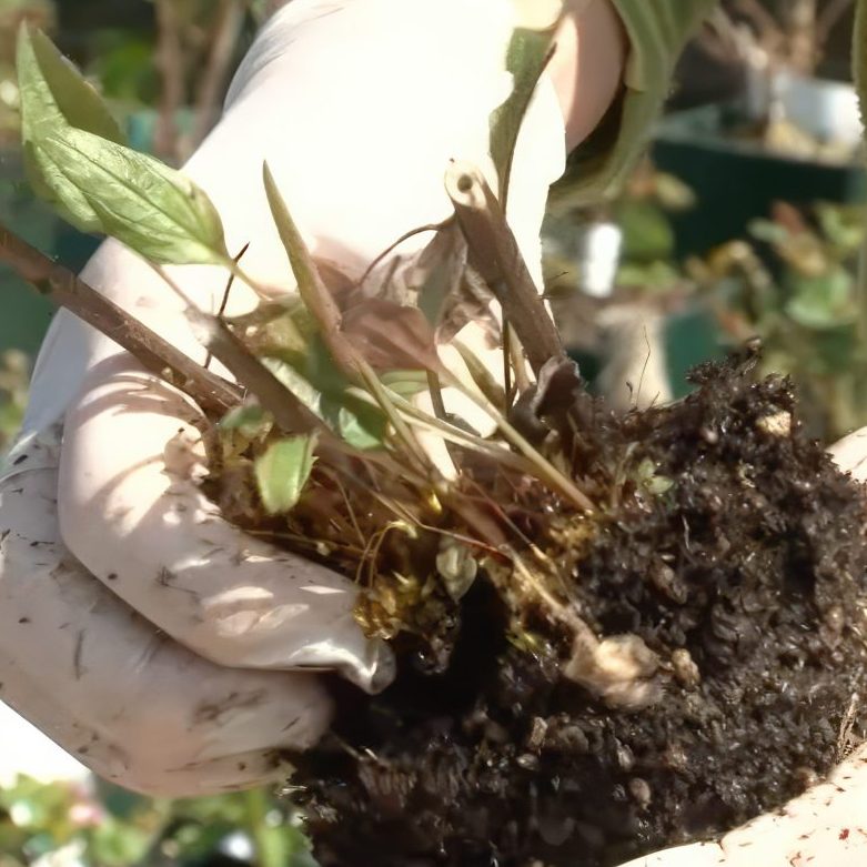 Stauder gør planterne klar