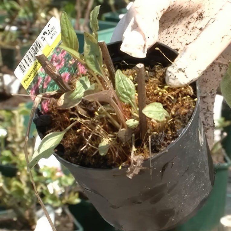 Stauder gør planterne klar