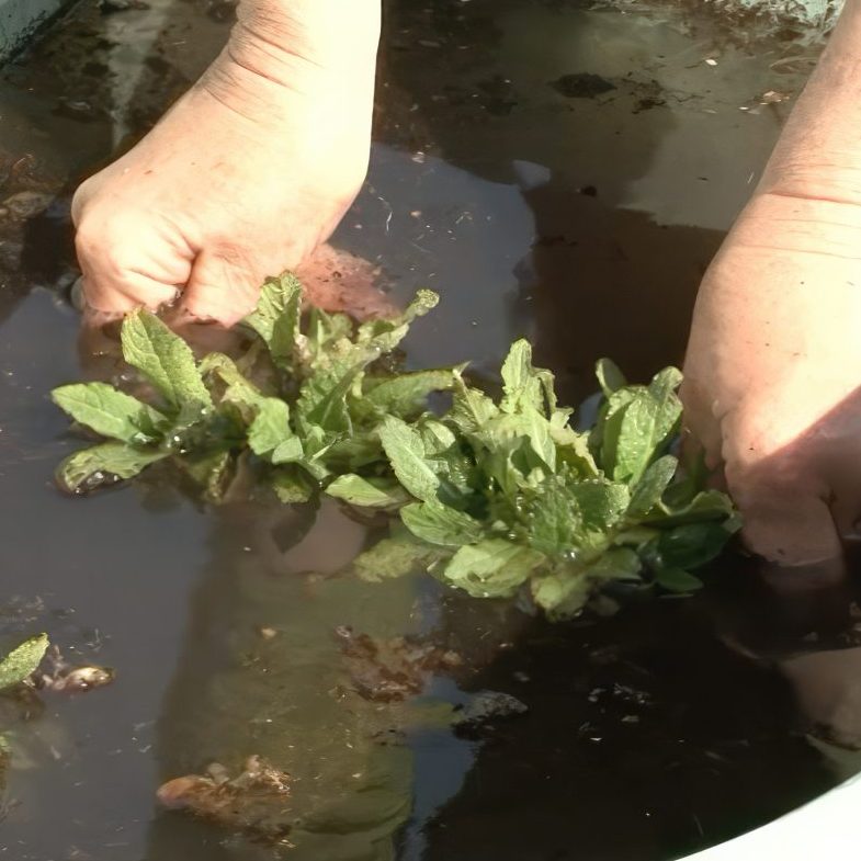 Stauder gør planterne klar