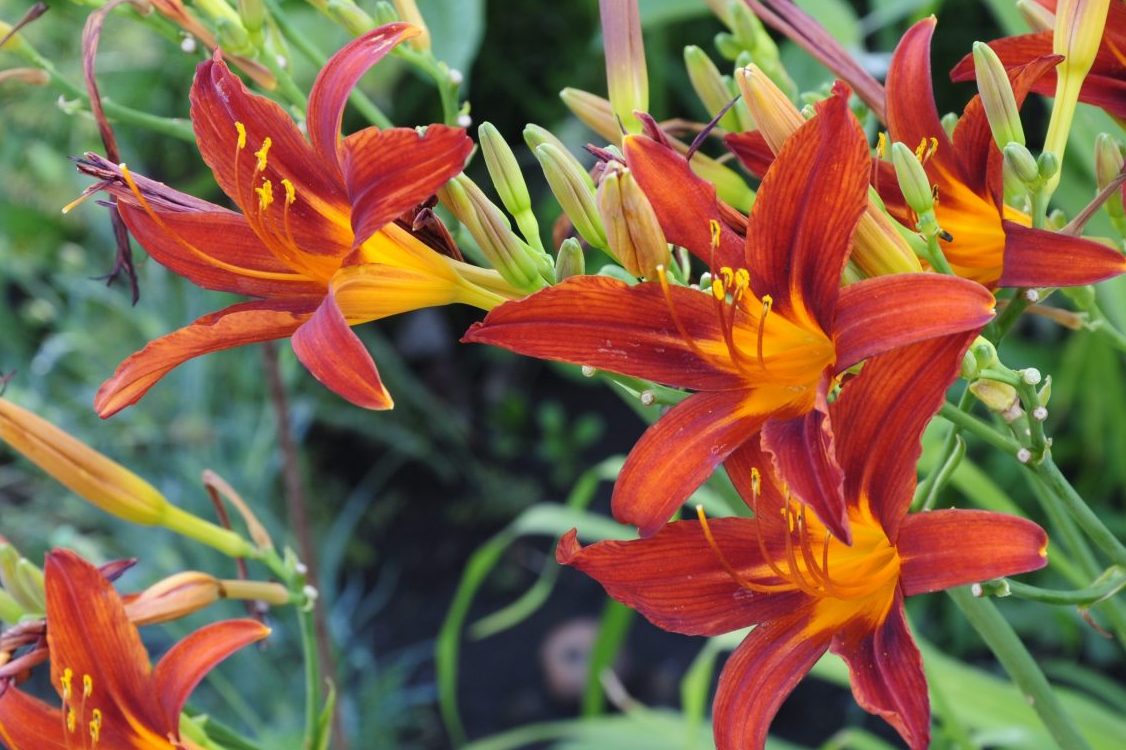 anlæg staudebed daglilje