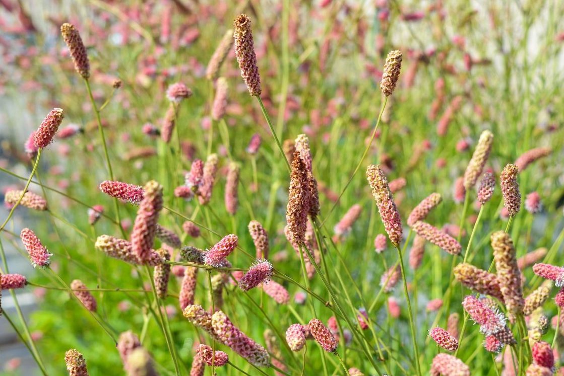 anlæg staudebed kvæsurt