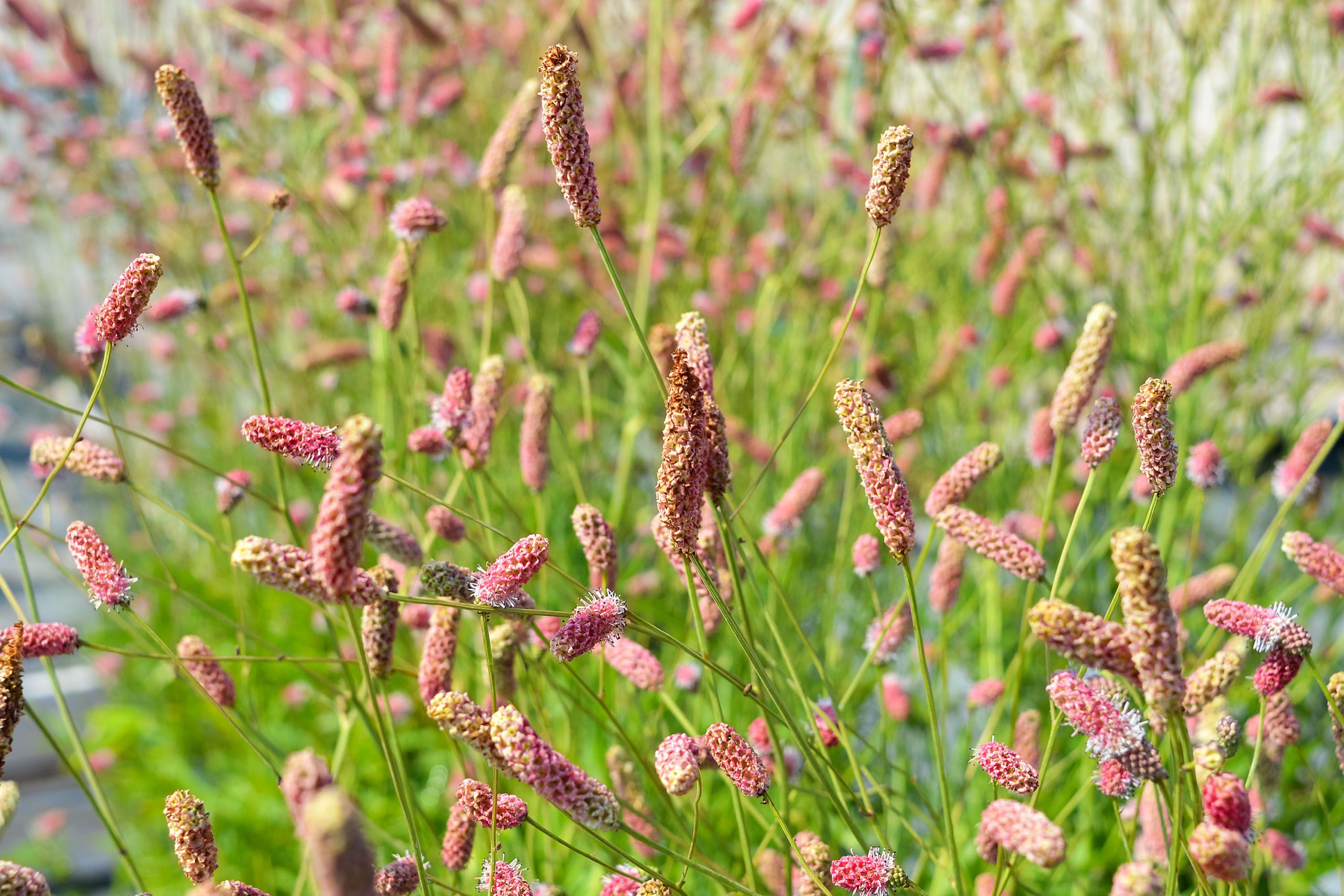 anlegg staudebed blodtopp