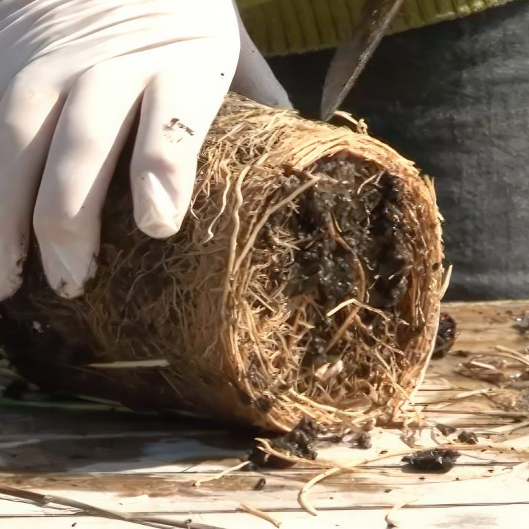 Stauder gør planterne klar