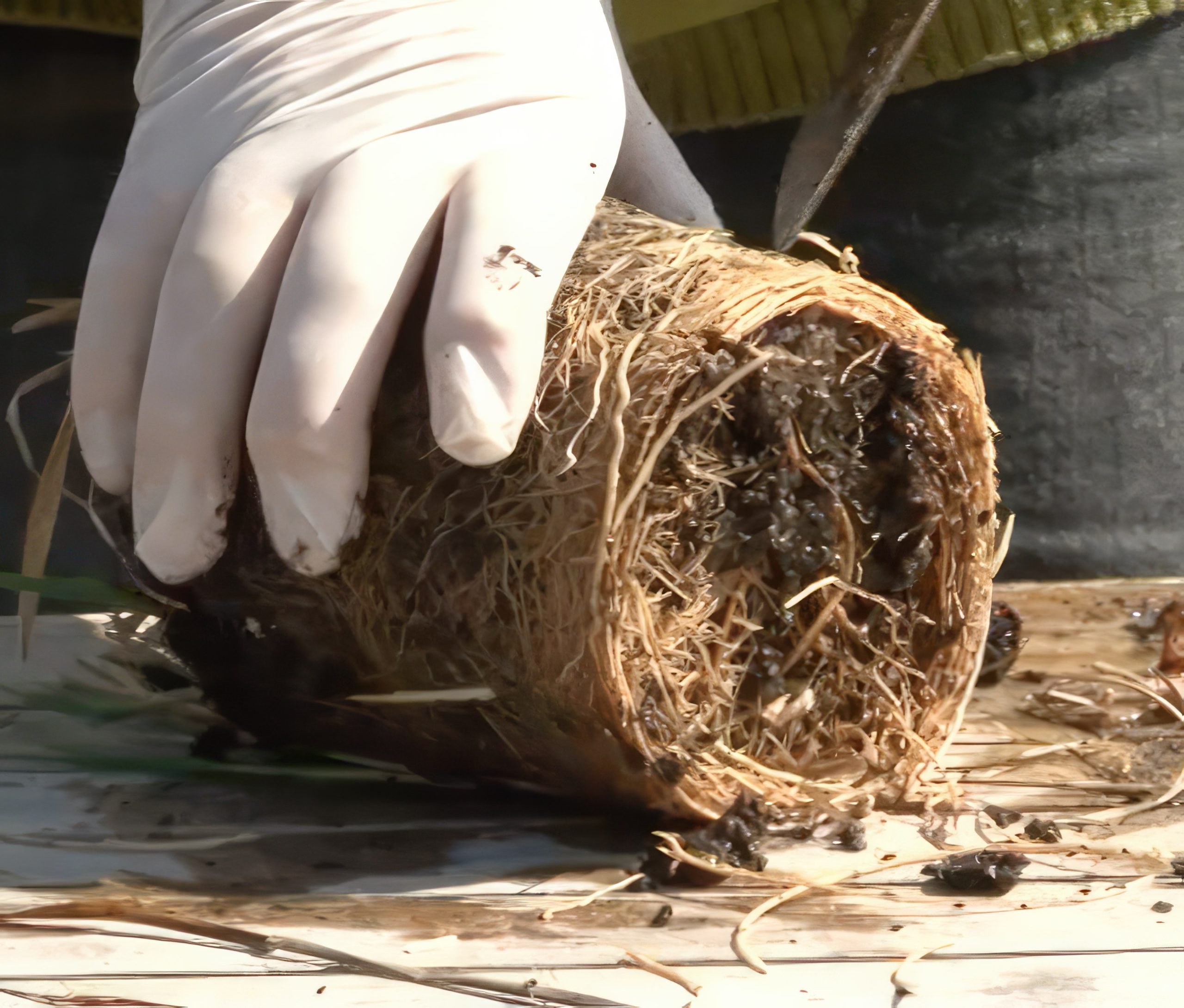 Stauder gjør plantene klare