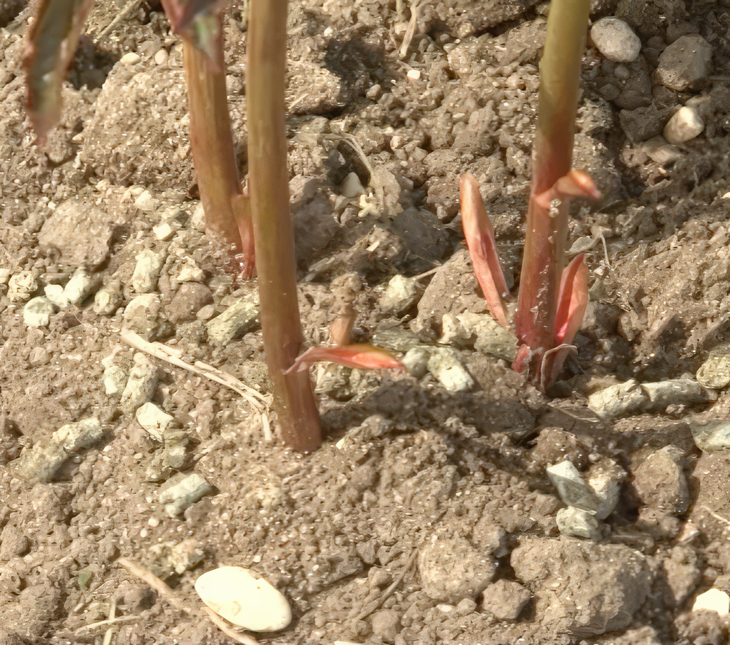 stauder Gødning og vanding