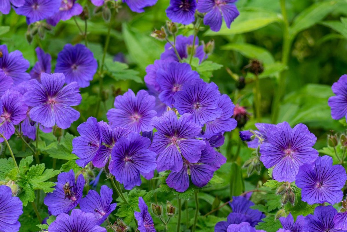 anlæg staudebed storkenæb