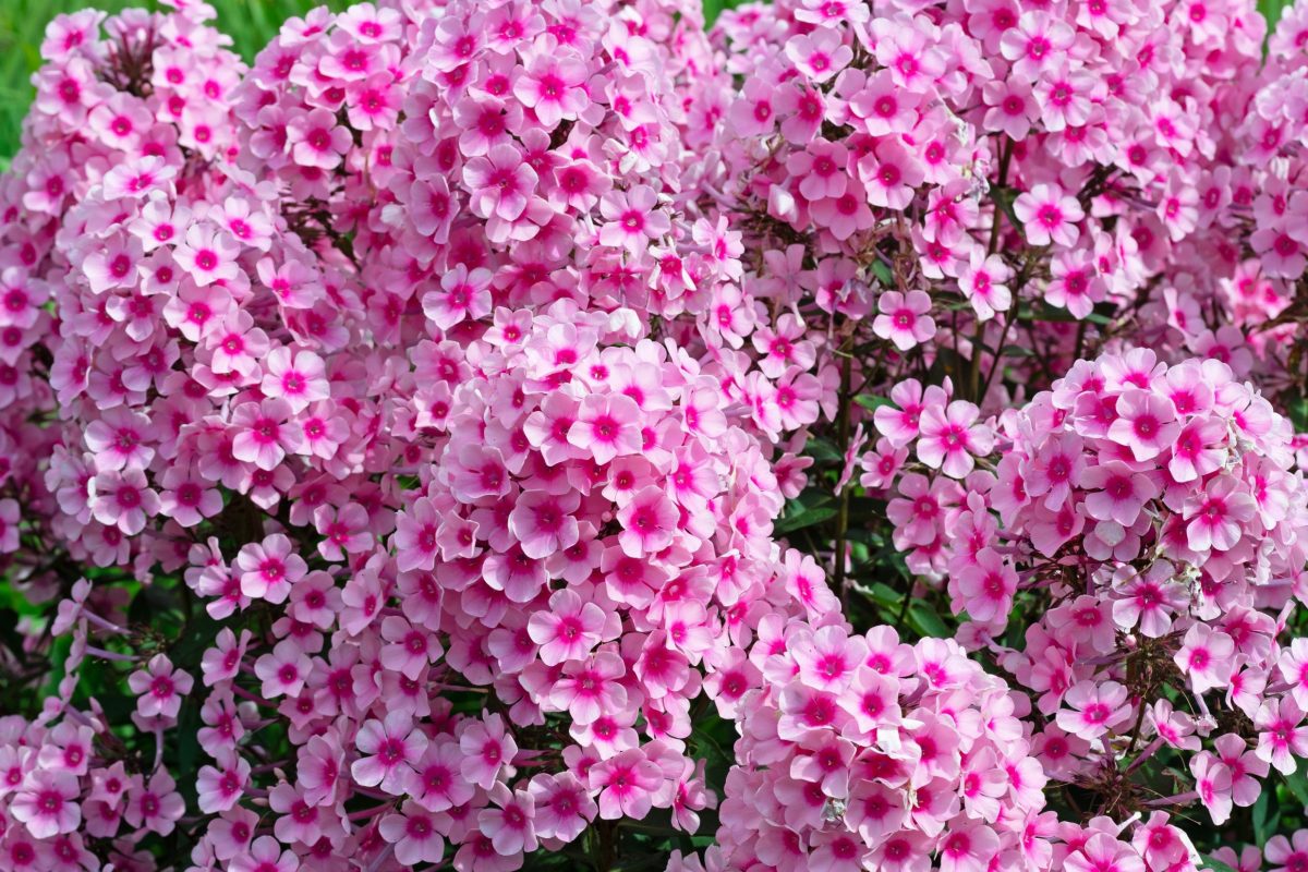 anlæg staudebed floks