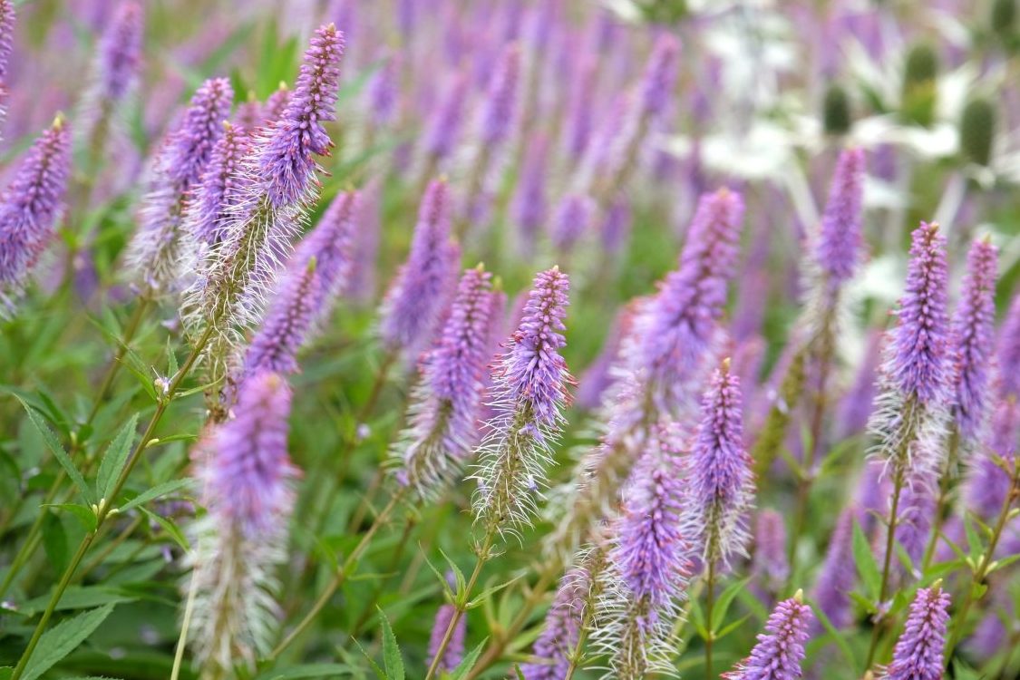 anlæg staudebed Virginsk ærenpris