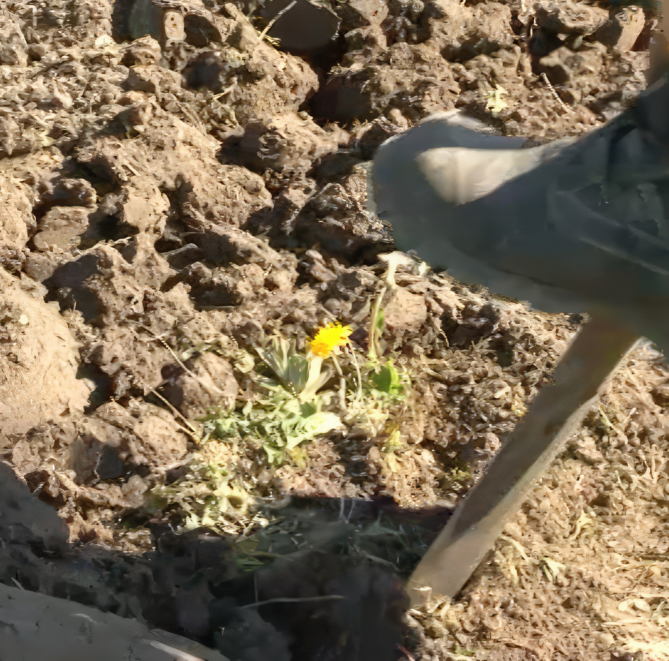Stauder Jorden i bedet gøres klar