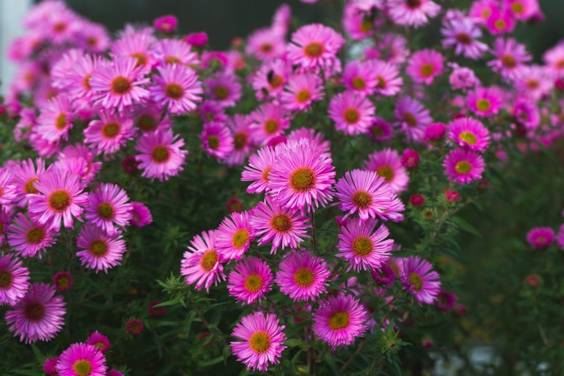 anlæg staudebed asters