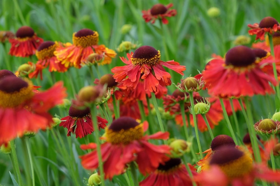 anlæg staudebed solbrud