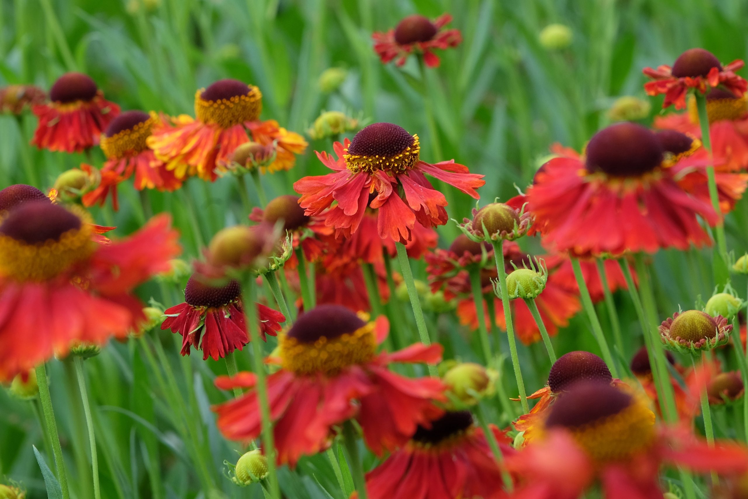 anlegg staudebed solbrud