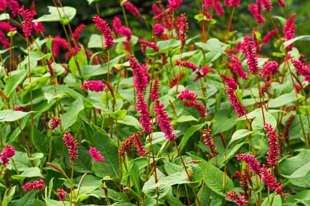 anlæg staudebed pileurt