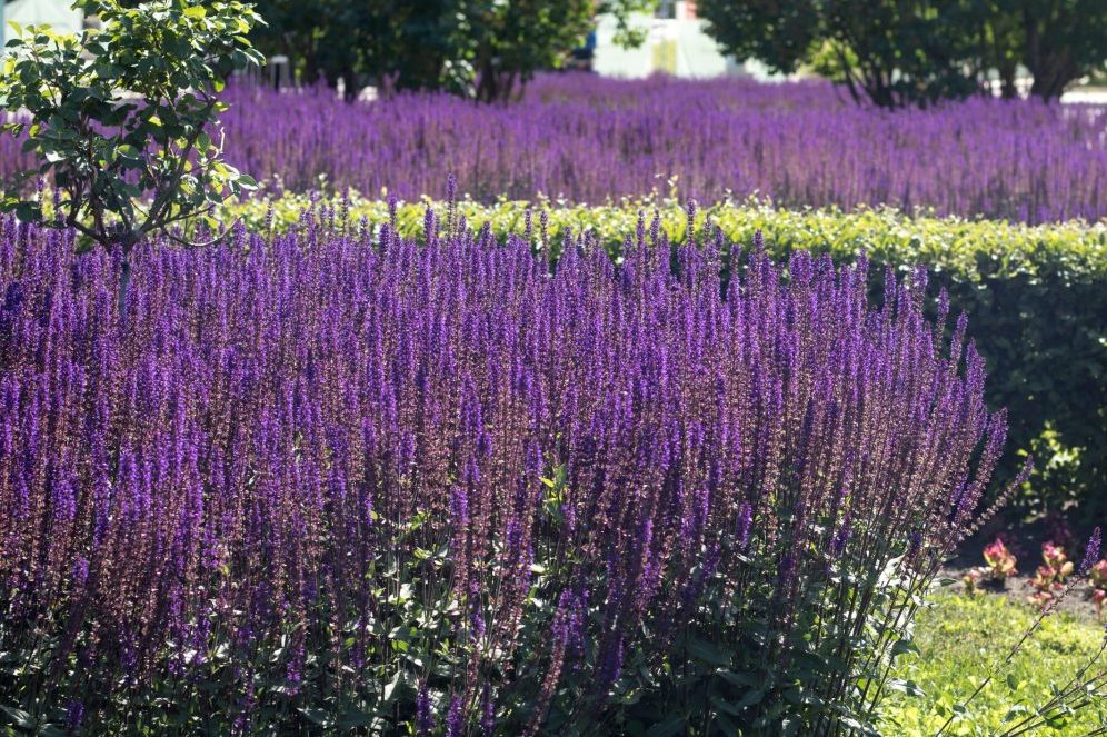anlæg staudebed Staudesalvie