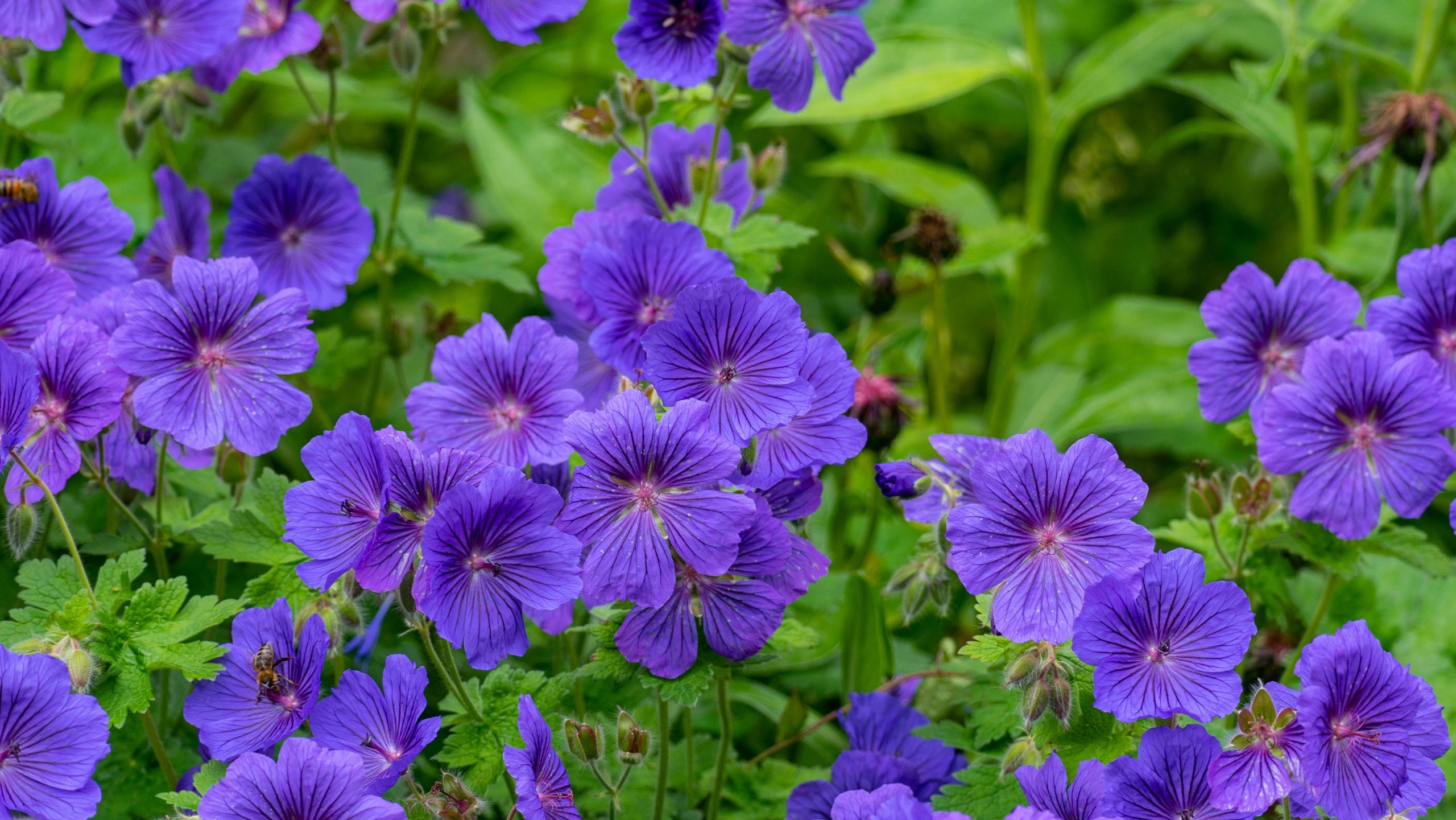 dela och flytta perenner näva