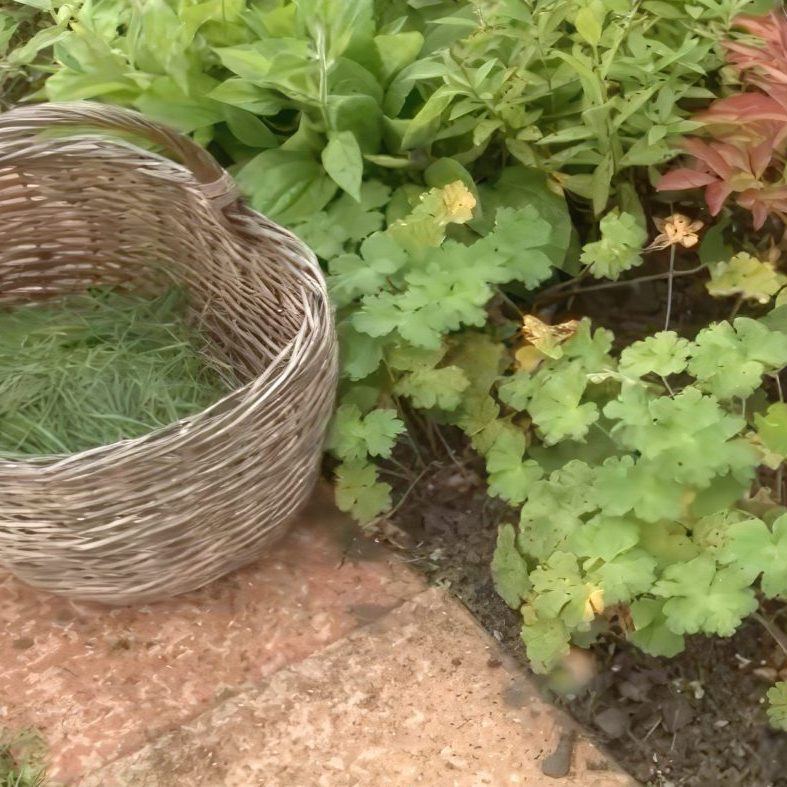 Staudebed dæk jorden til