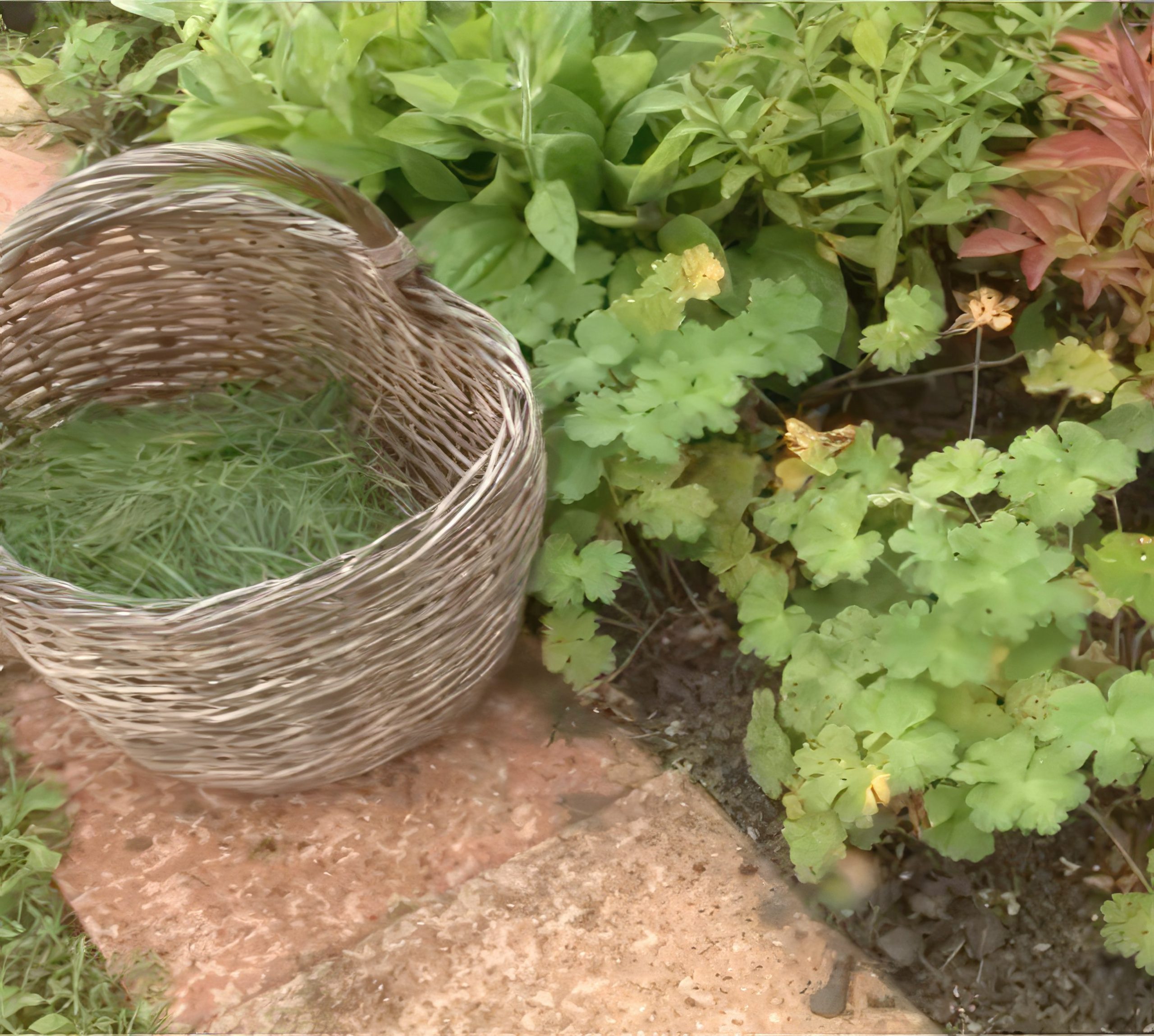 perennapenkki peitä maa