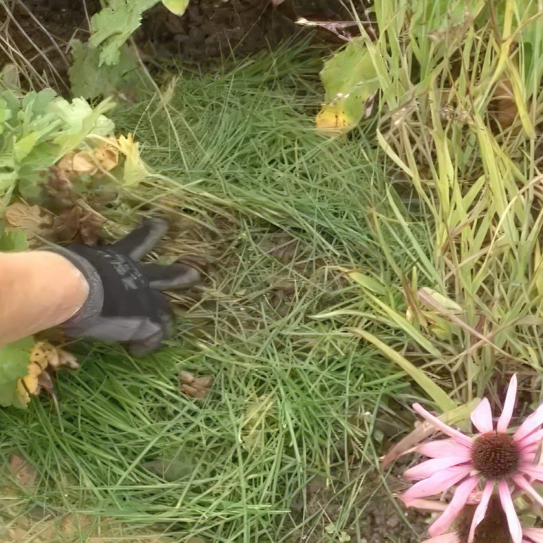 Staudebed dæk jorden til