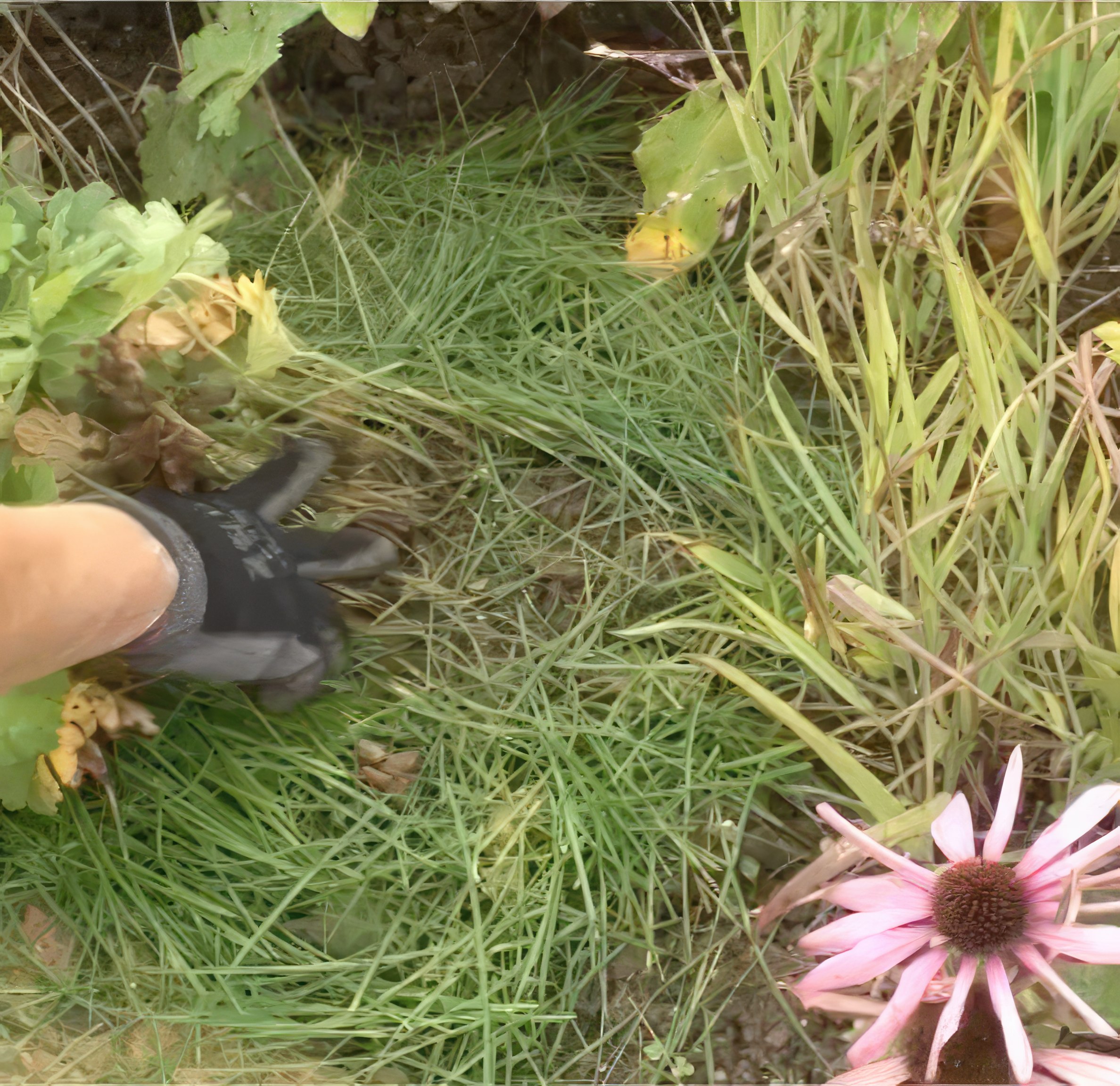 perennapenkki peitä maa