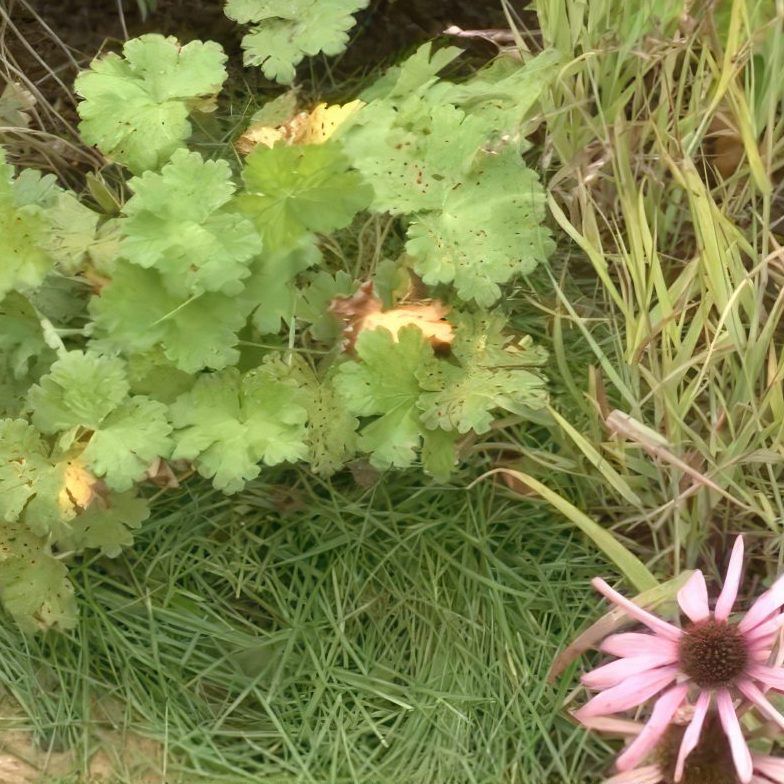 Staudebed dæk jorden til