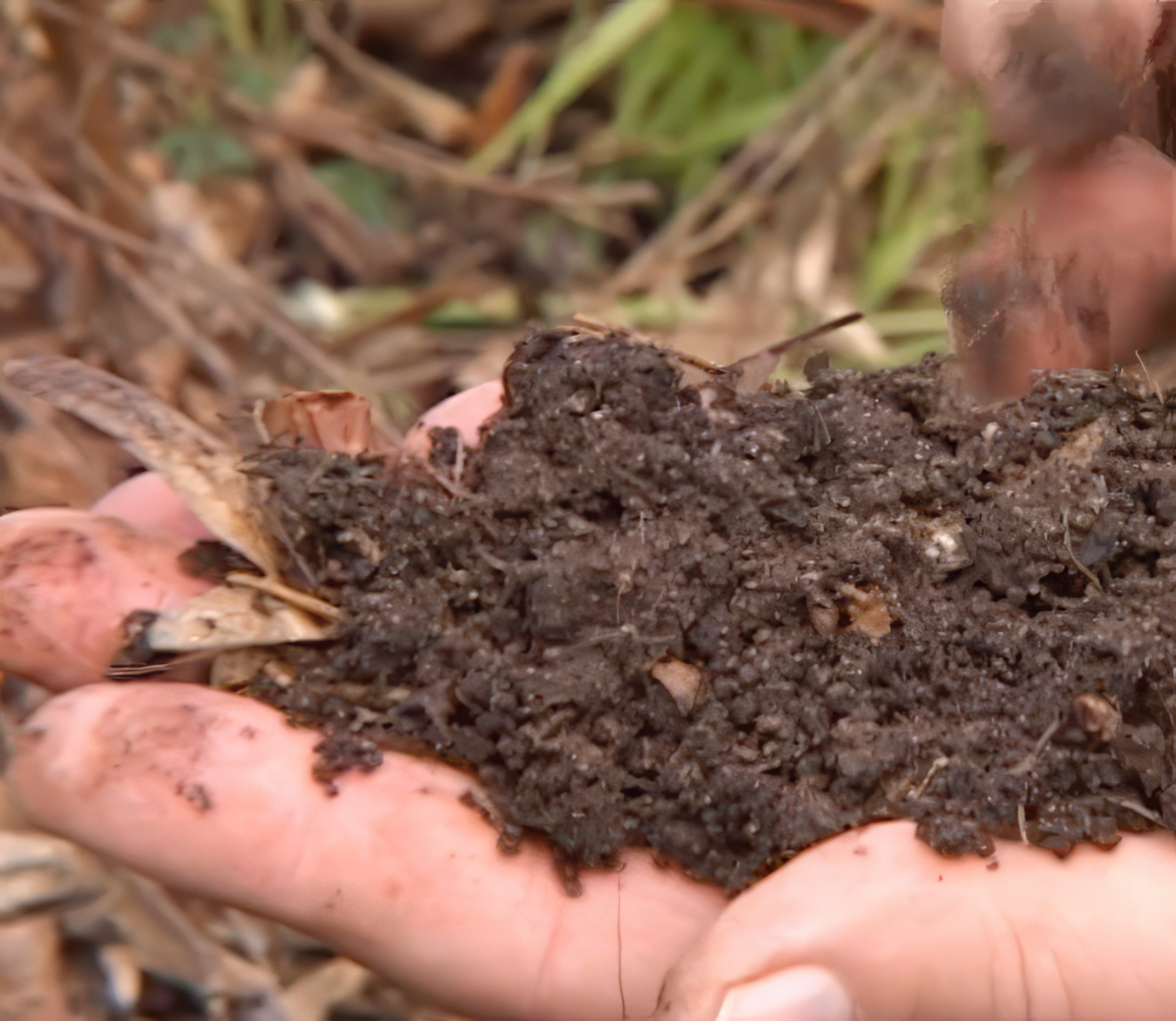 perennapenkki peitä maa