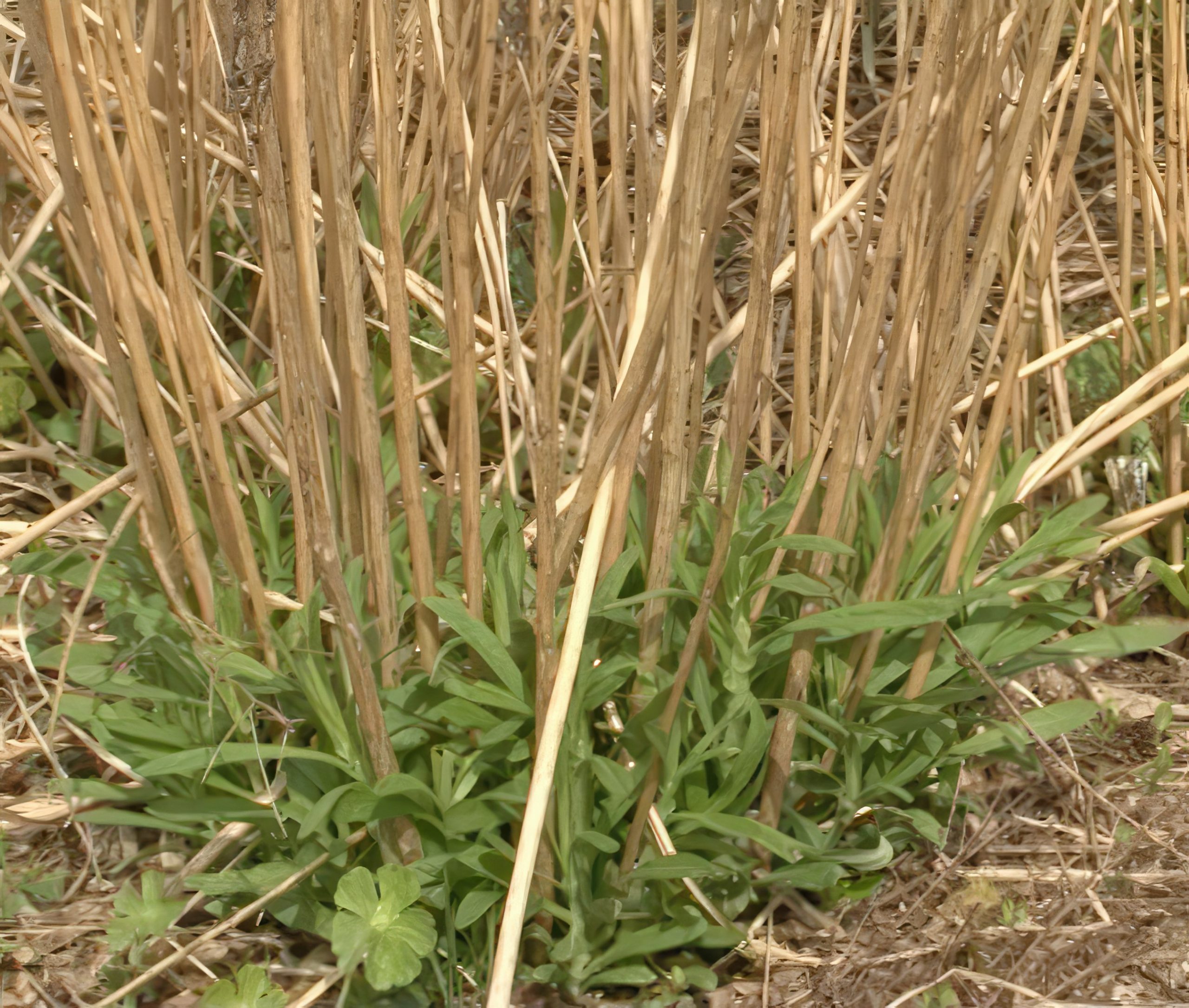 perennapenkki perennojen leikkaaminen