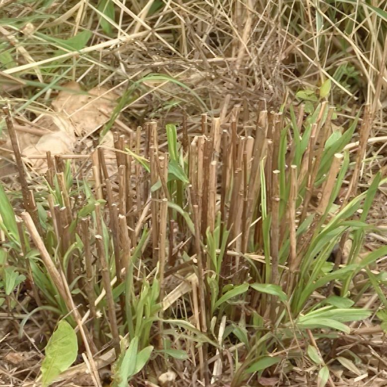 Staudebed klip stauderne ned
