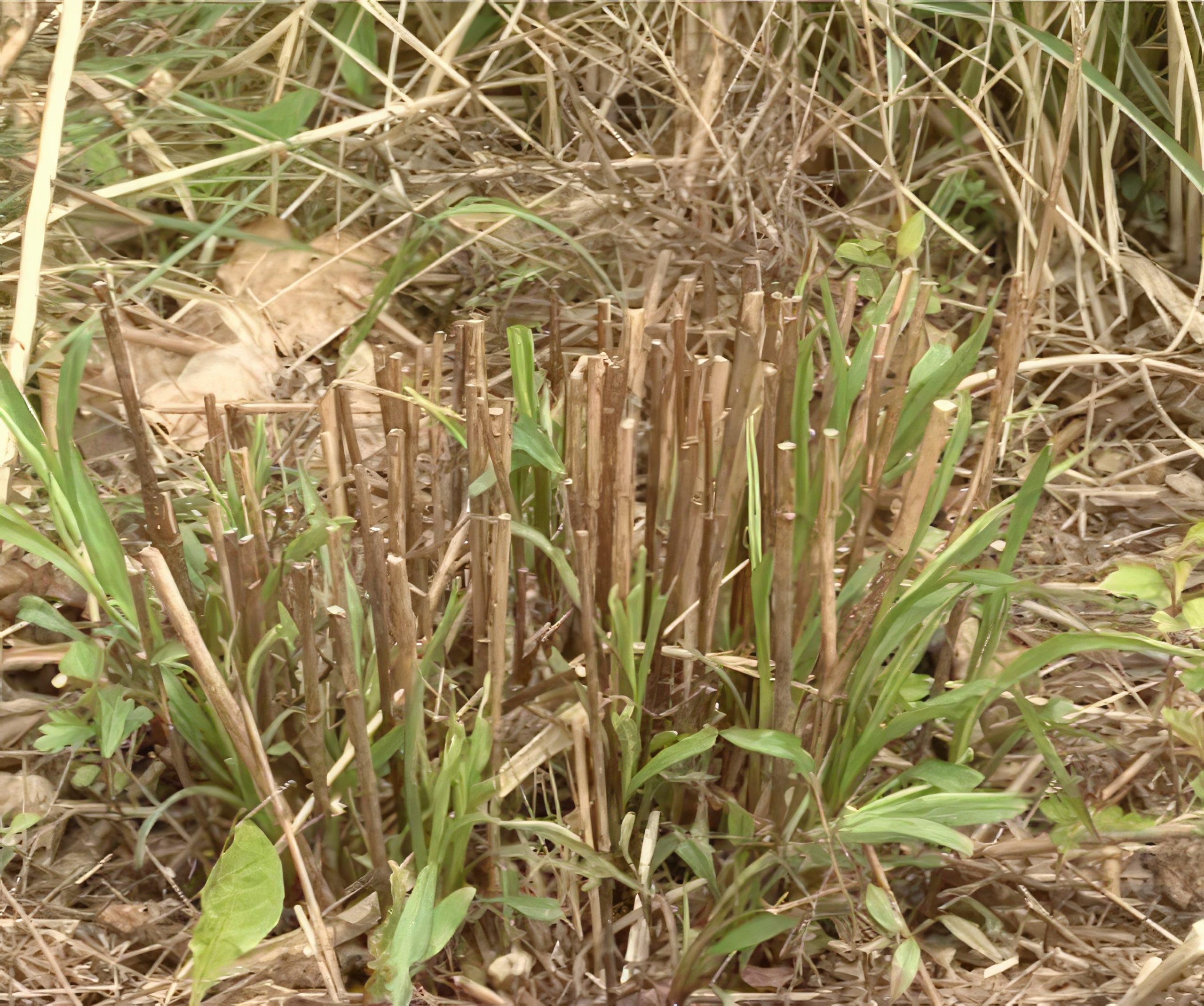 perennapenkki perennojen leikkaaminen
