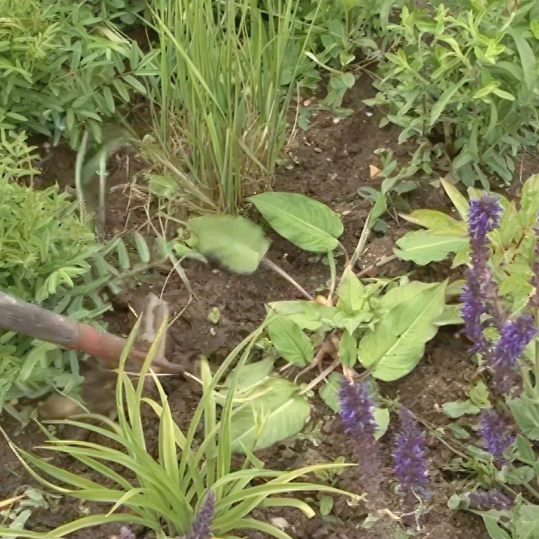 staudebed Lug ukrudtet væk