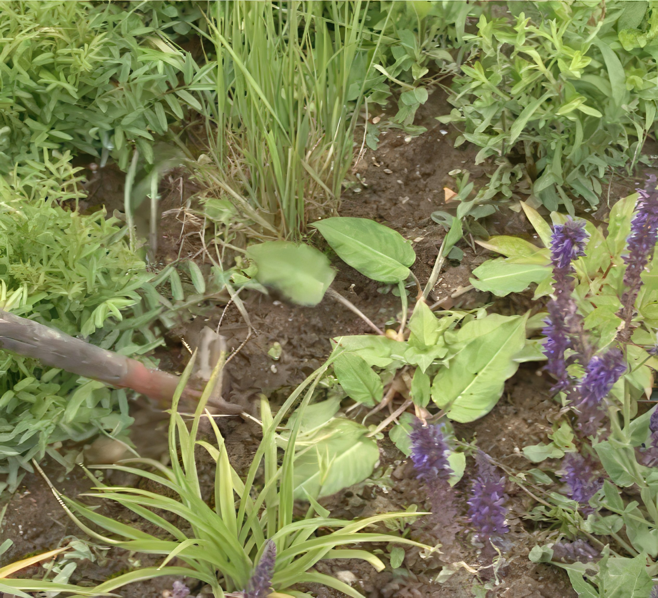 perennapenkki kitke rikkaruohot